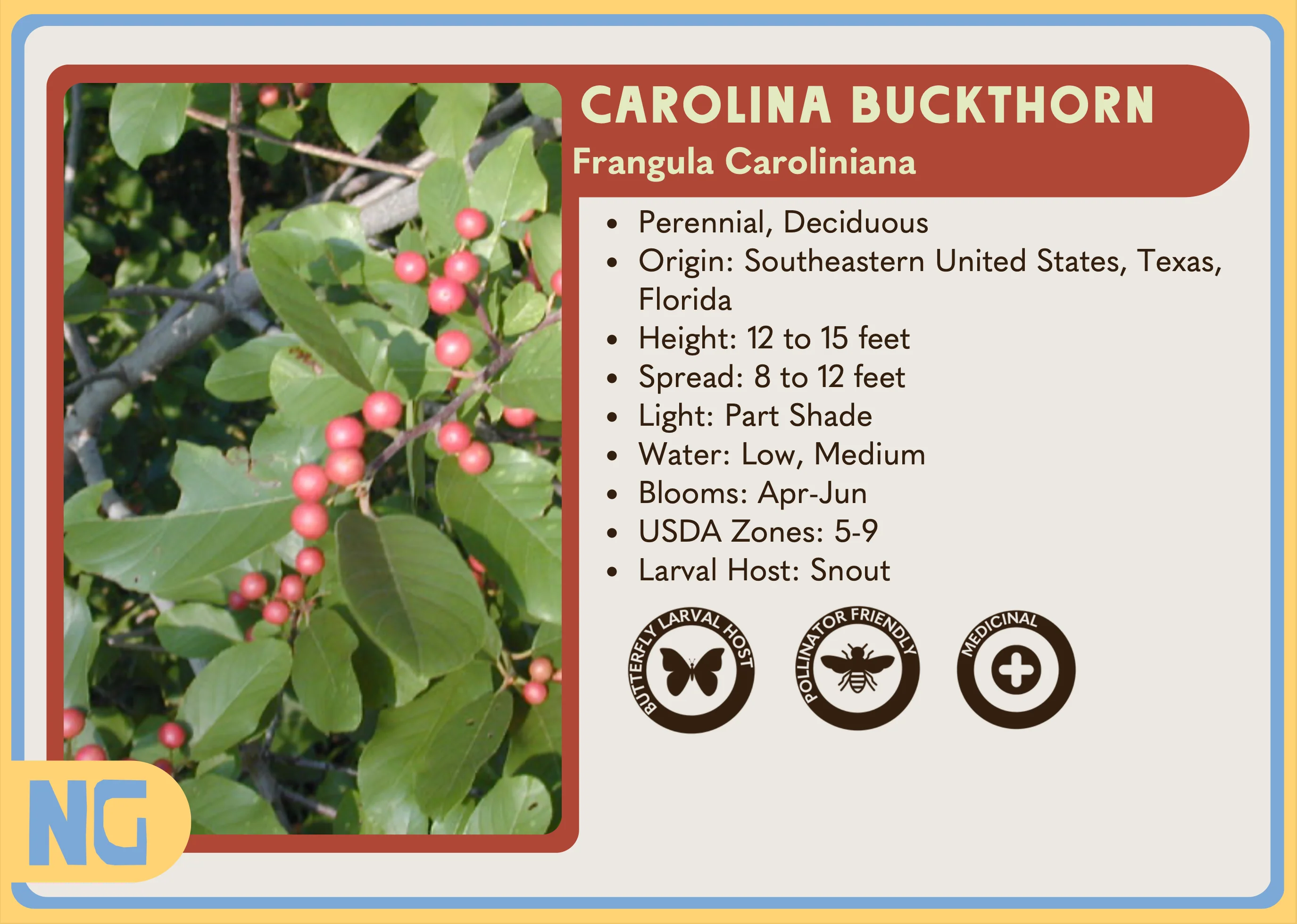 Carolina Buckthorn - Image 2