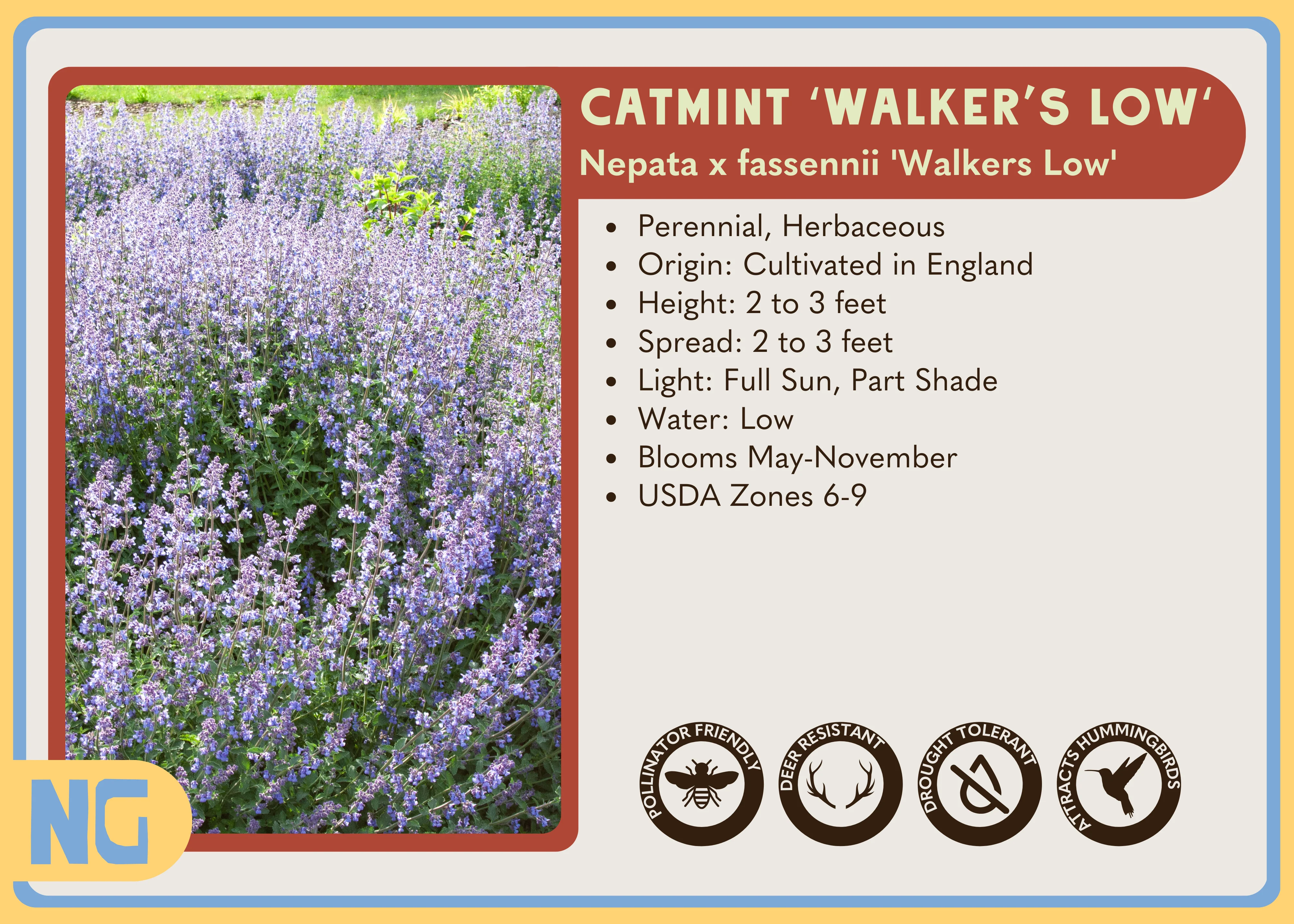 Catmint 'Walker's Low' - Image 3