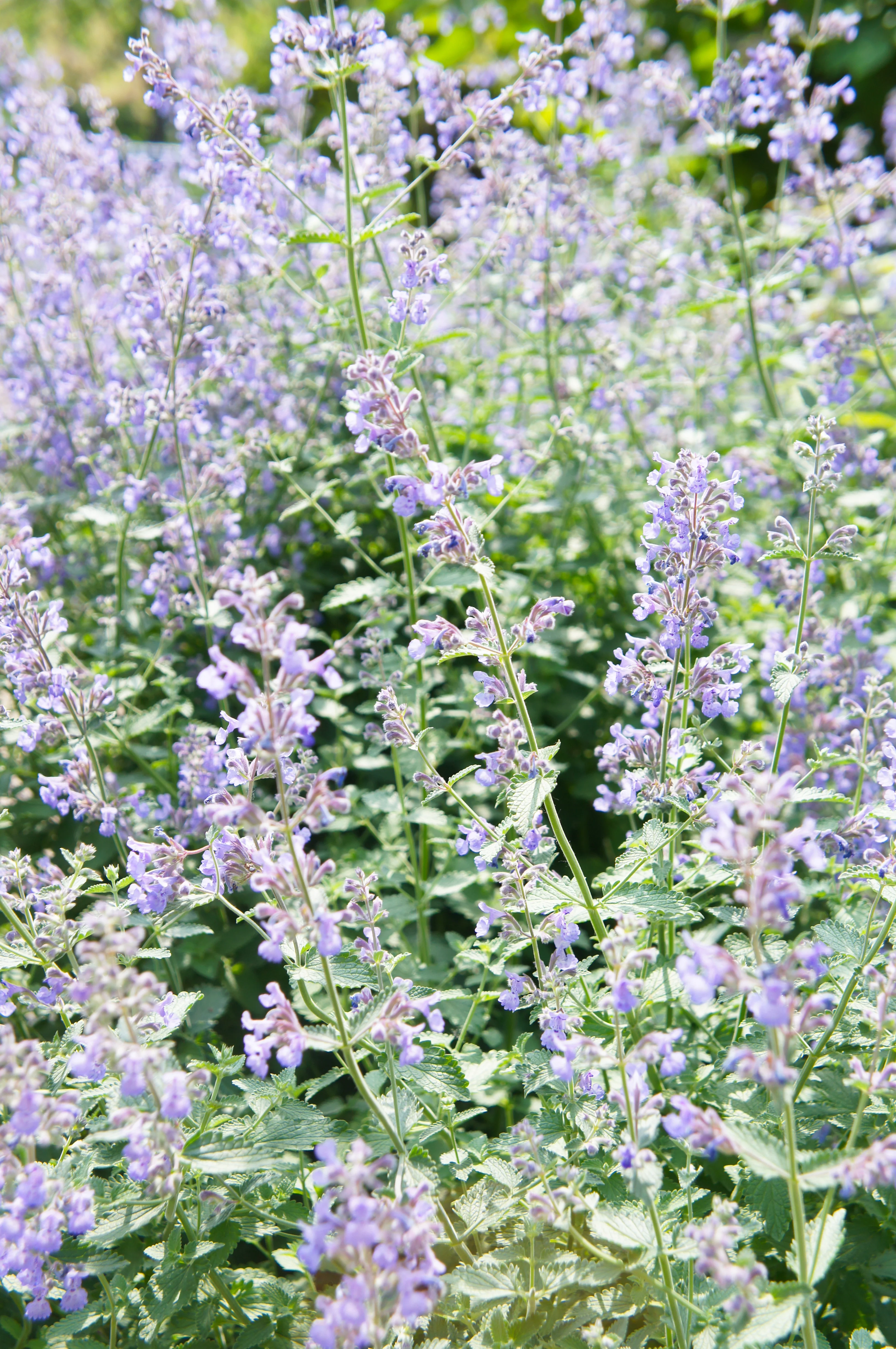 Catmint 'Walker's Low' - Image 4