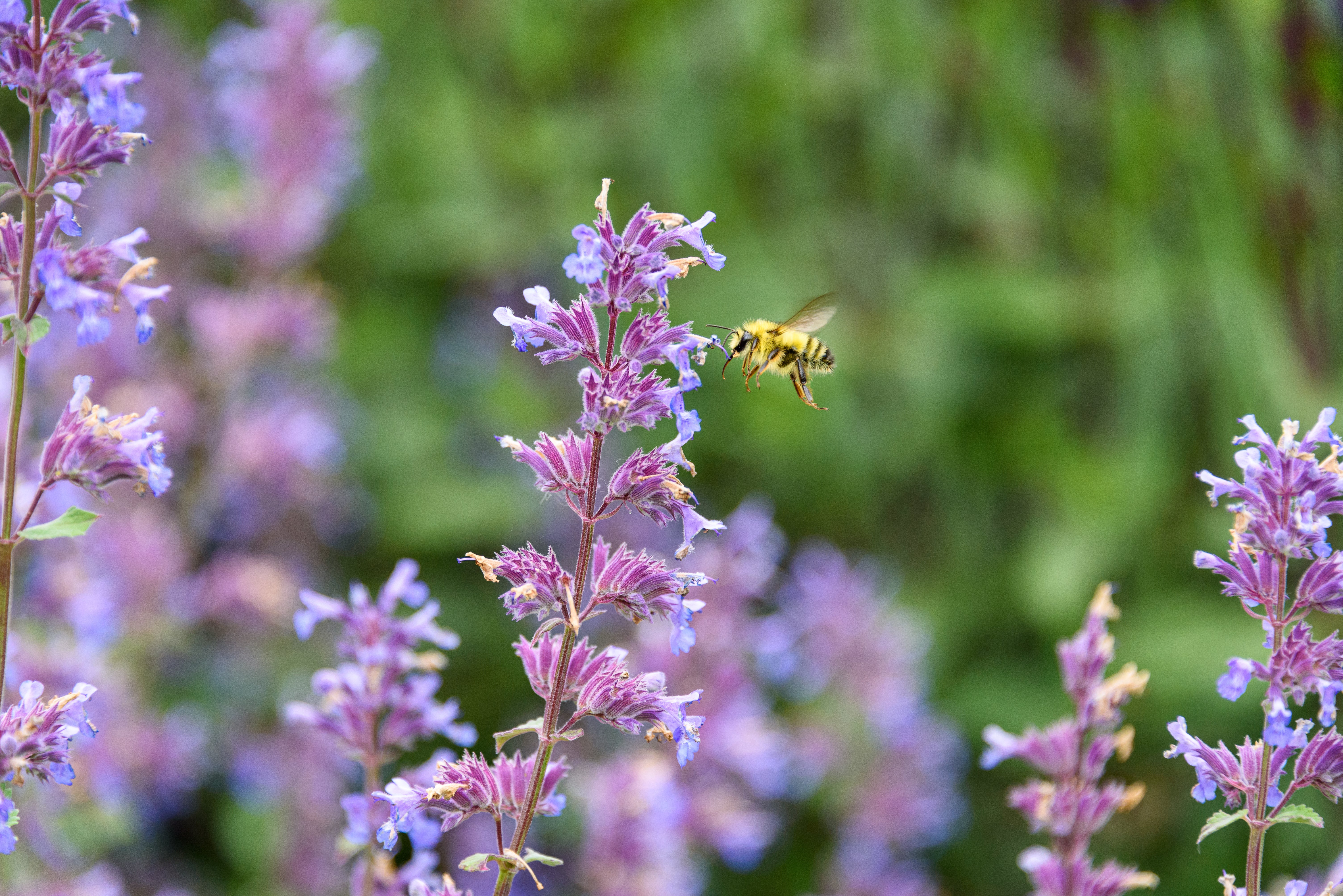 Catmint 'Walker's Low' - Image 5