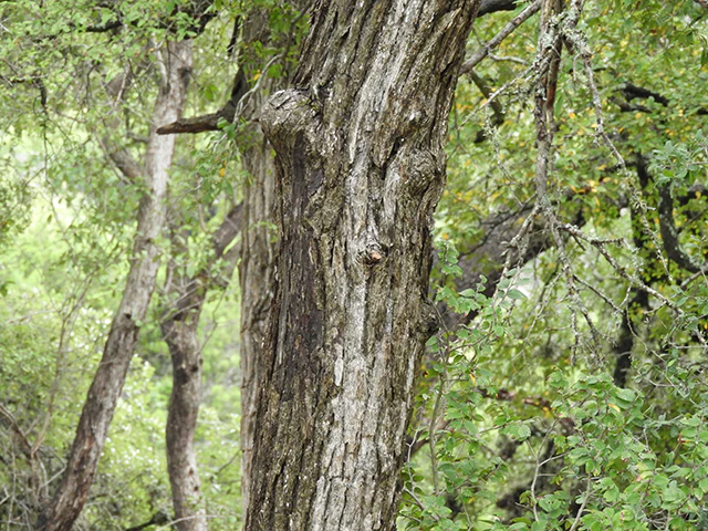 Cedar Elm - Image 3