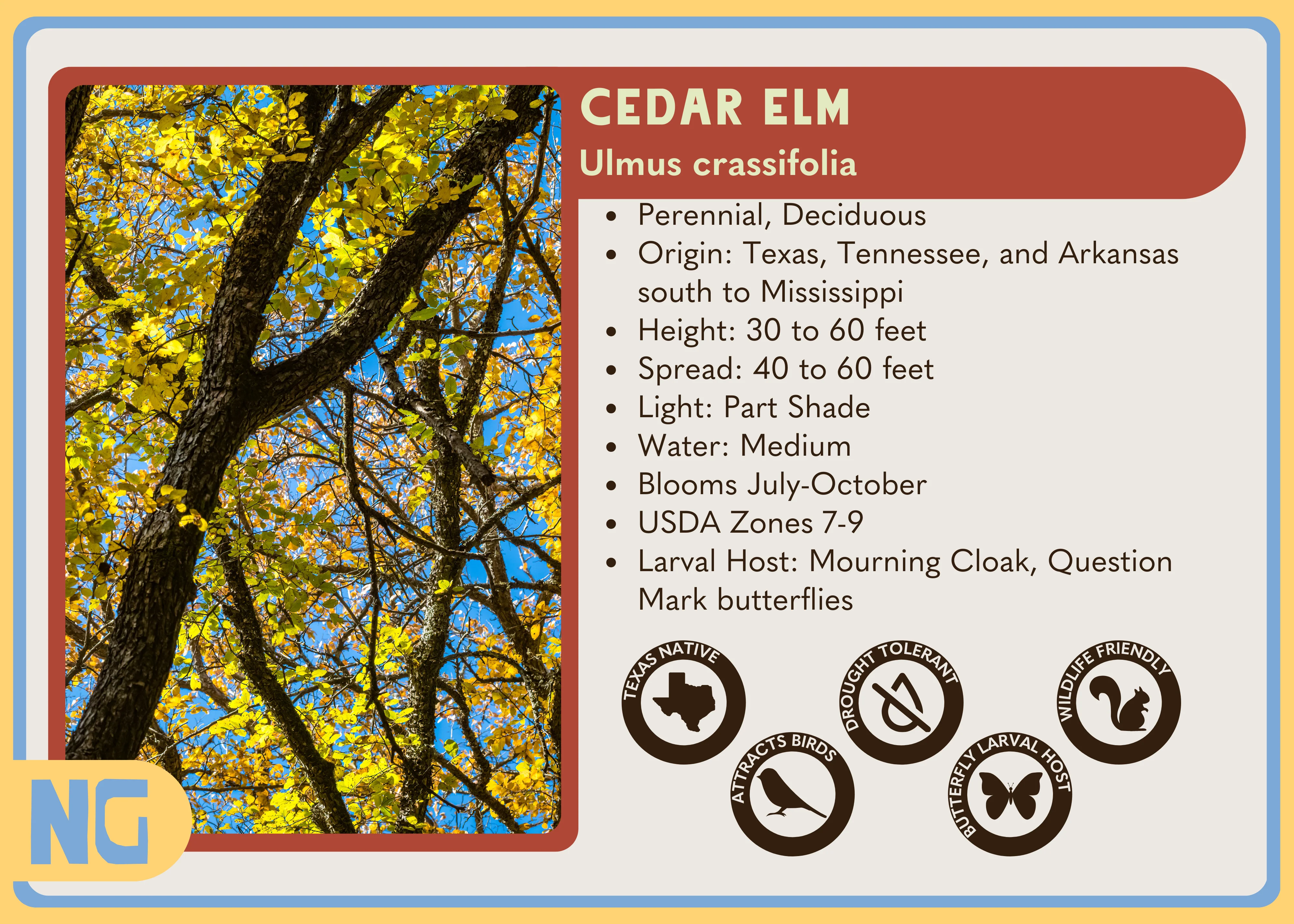 Cedar Elm - Image 4