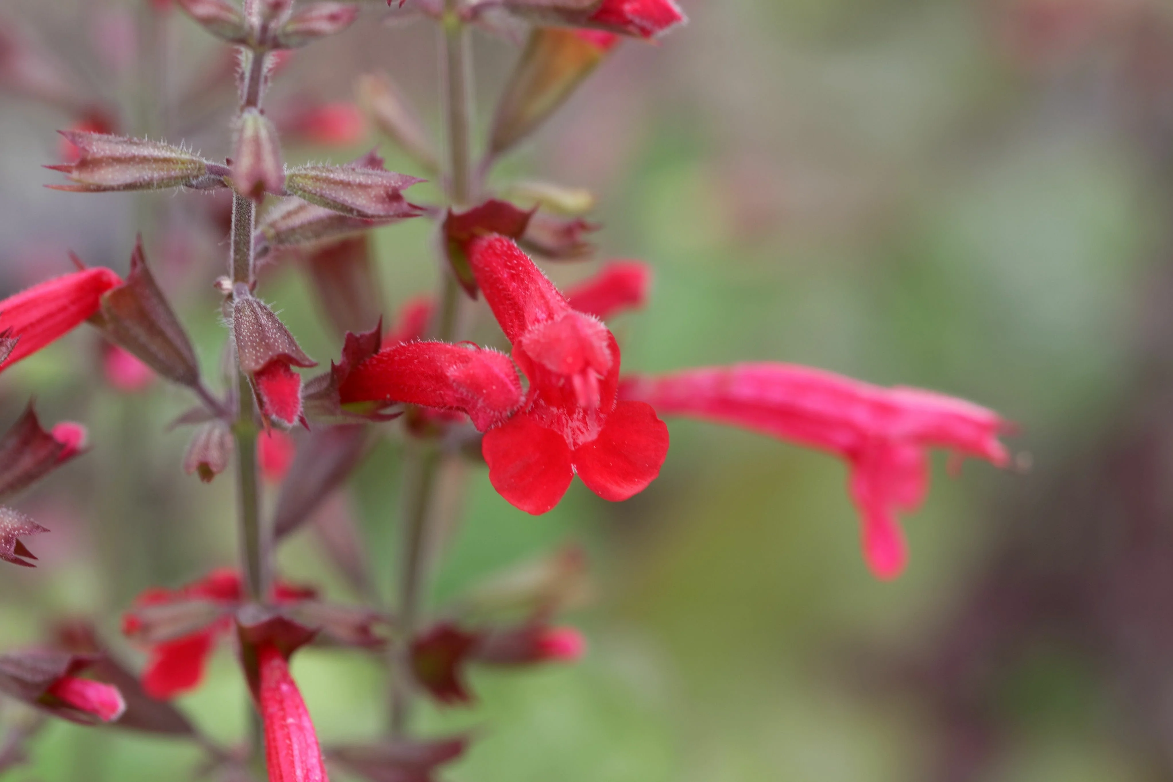 Cedar Sage - Image 2