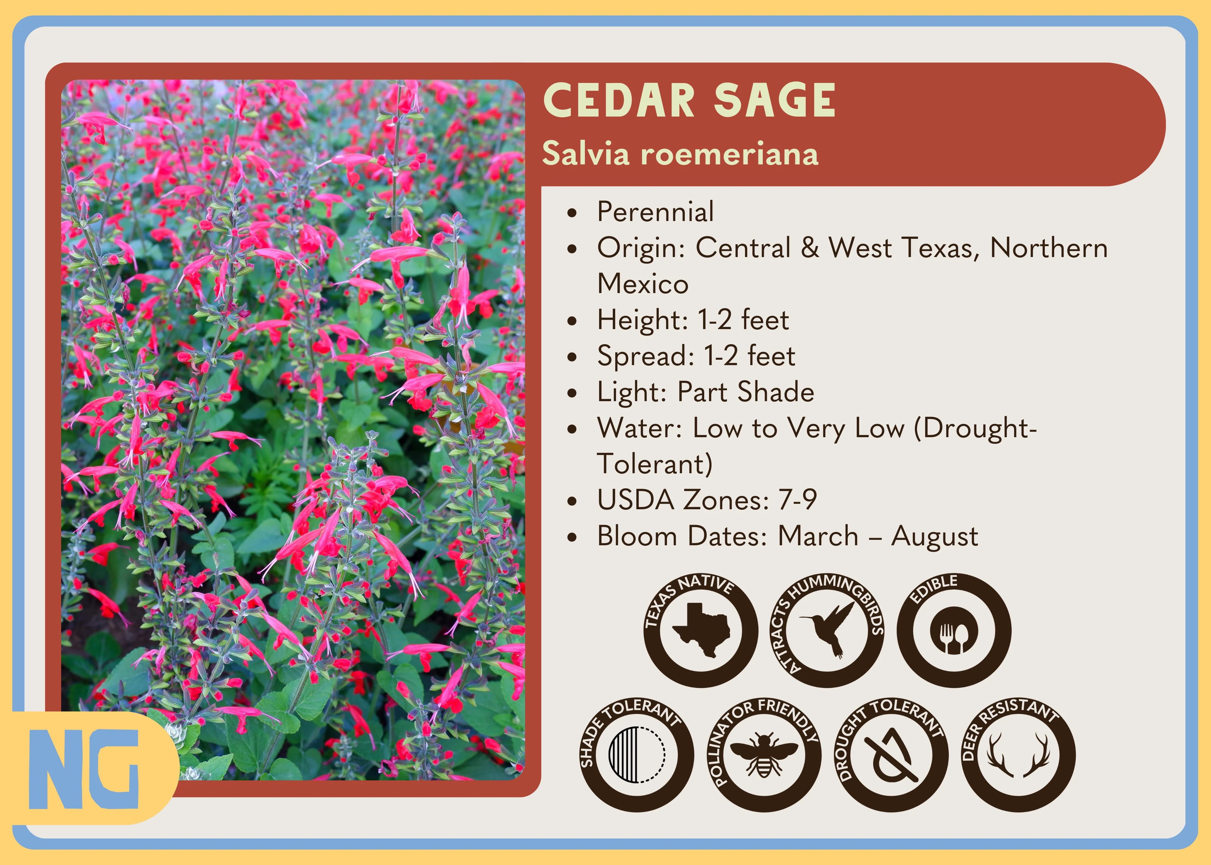 Cedar Sage - Image 3