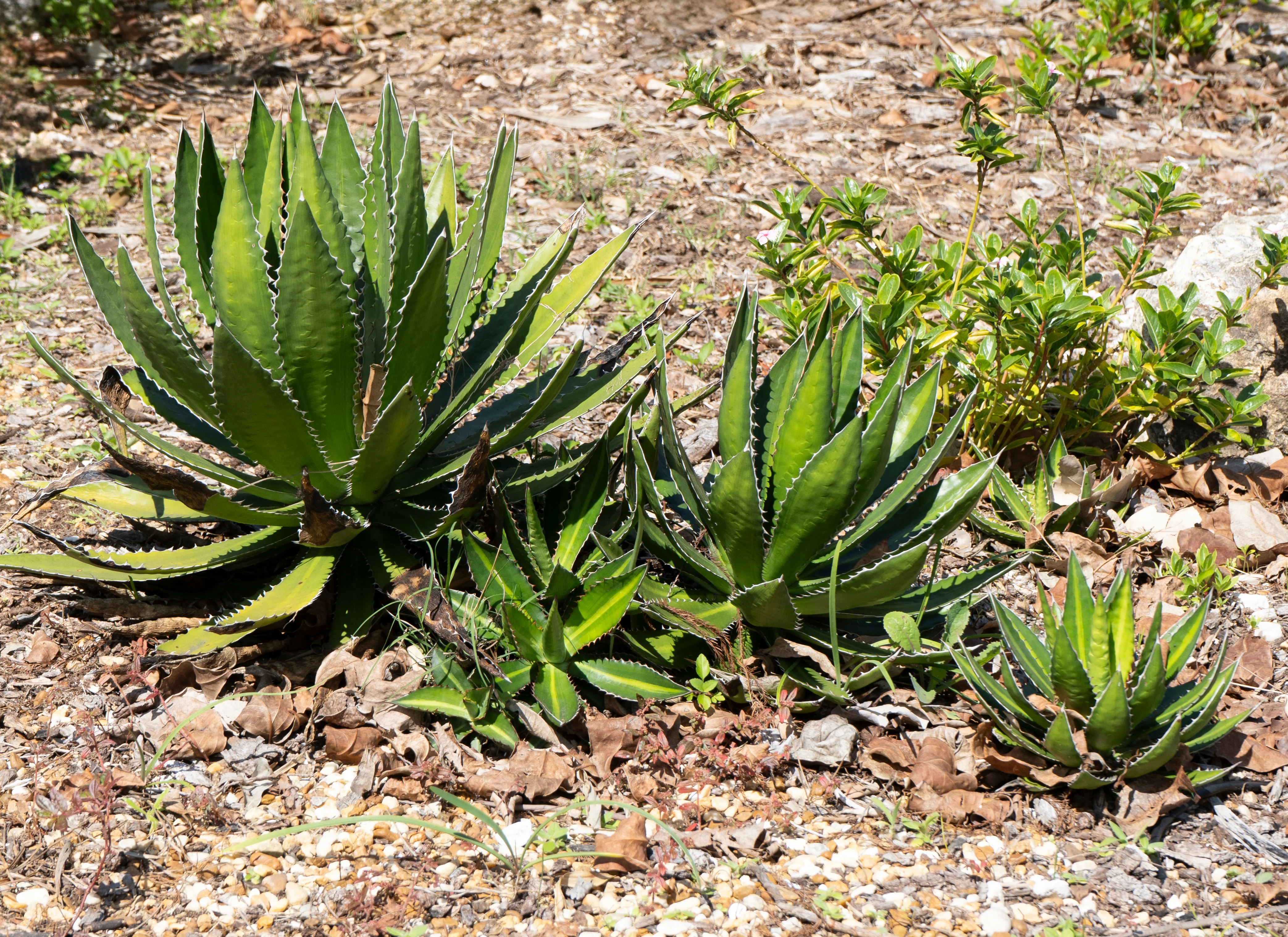 Agave Splendida - Image 3