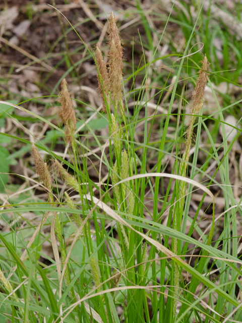 Cherokee Sedge - Image 2
