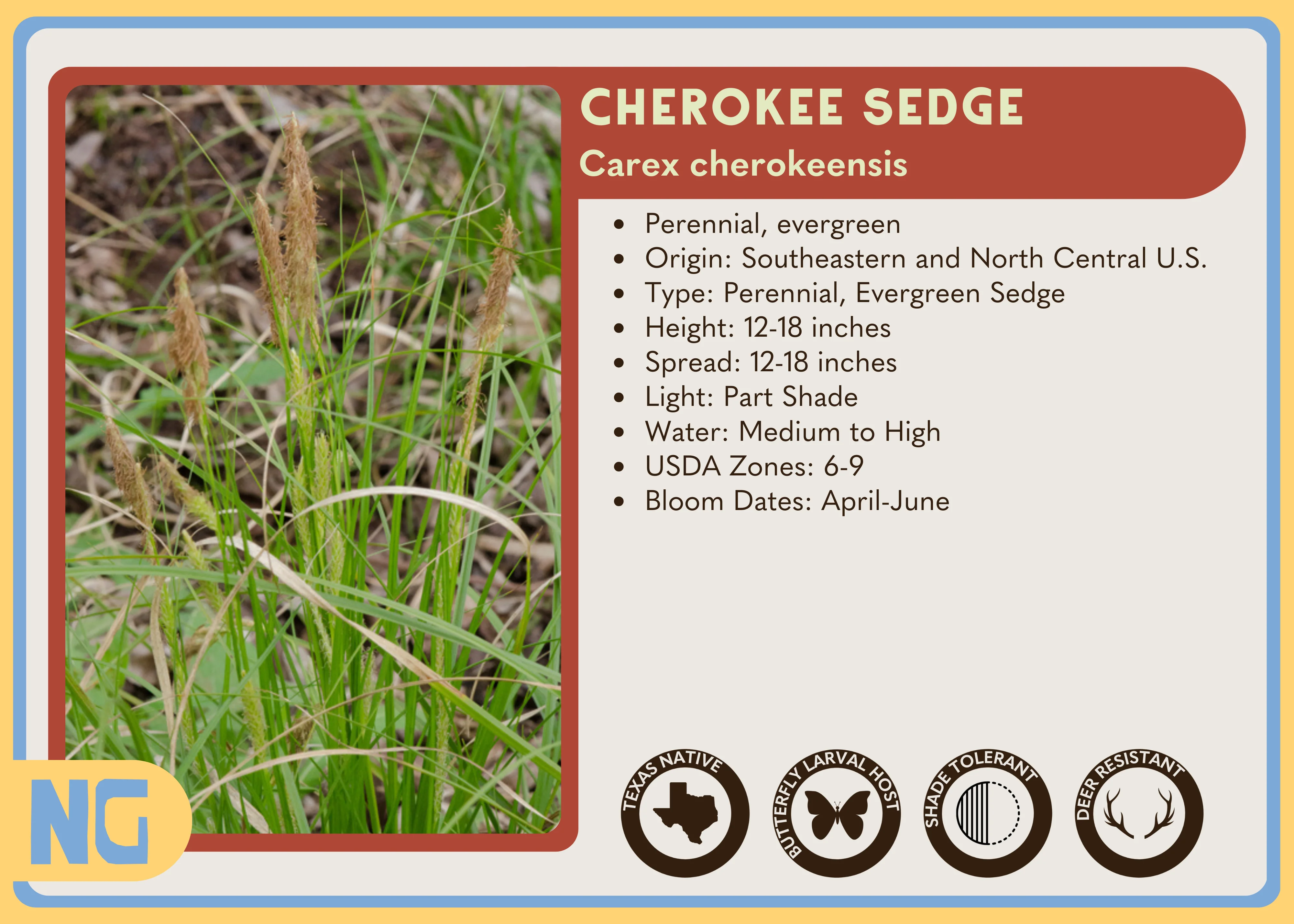 Cherokee Sedge - Image 3