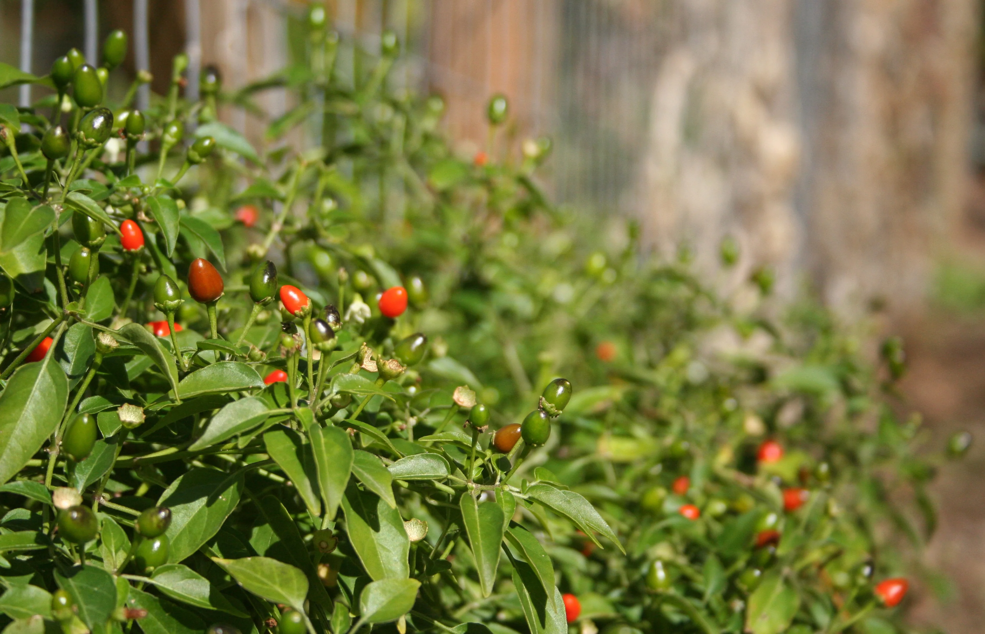 Chile Pequin - Image 3