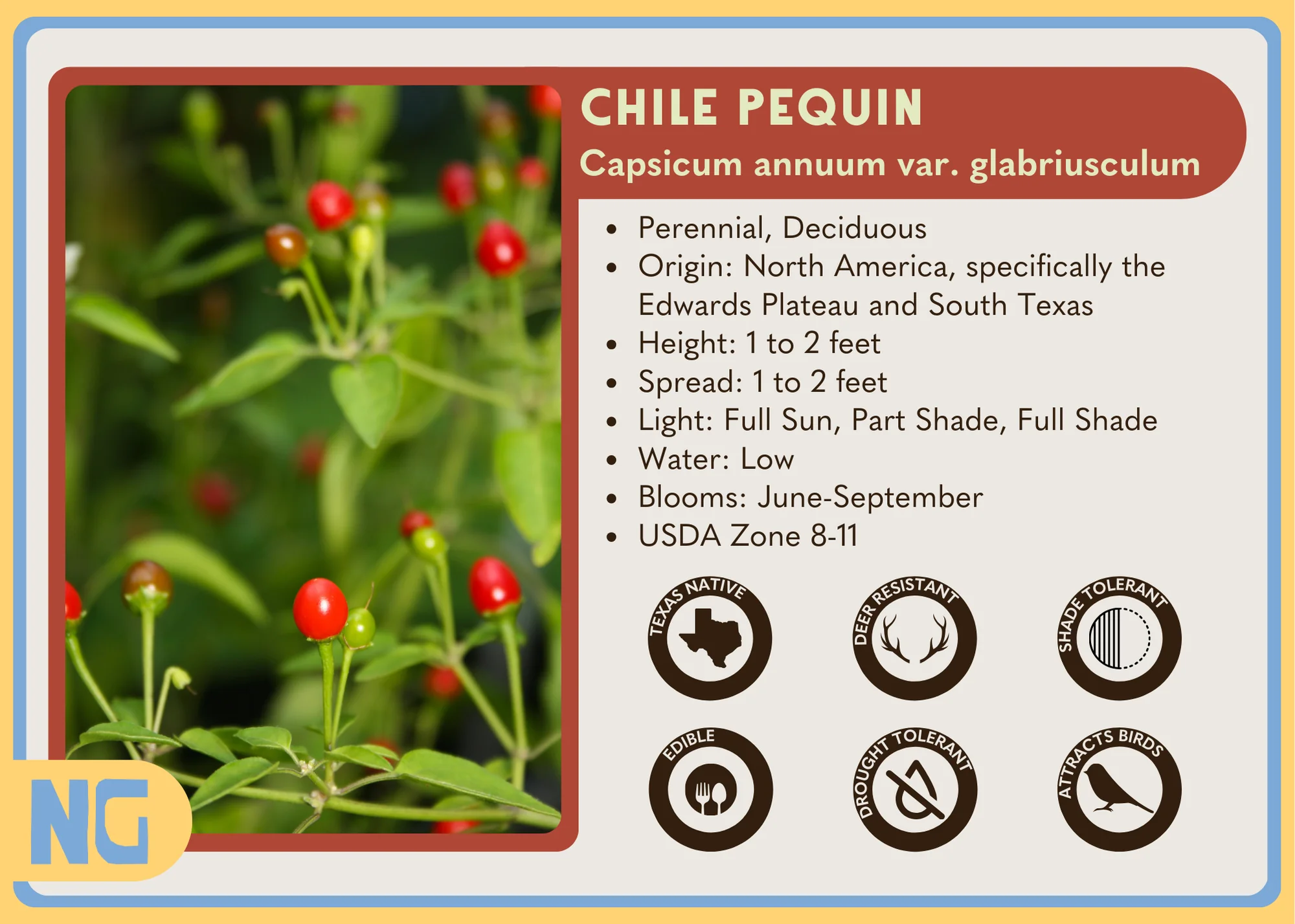 Chile Pequin - Image 4