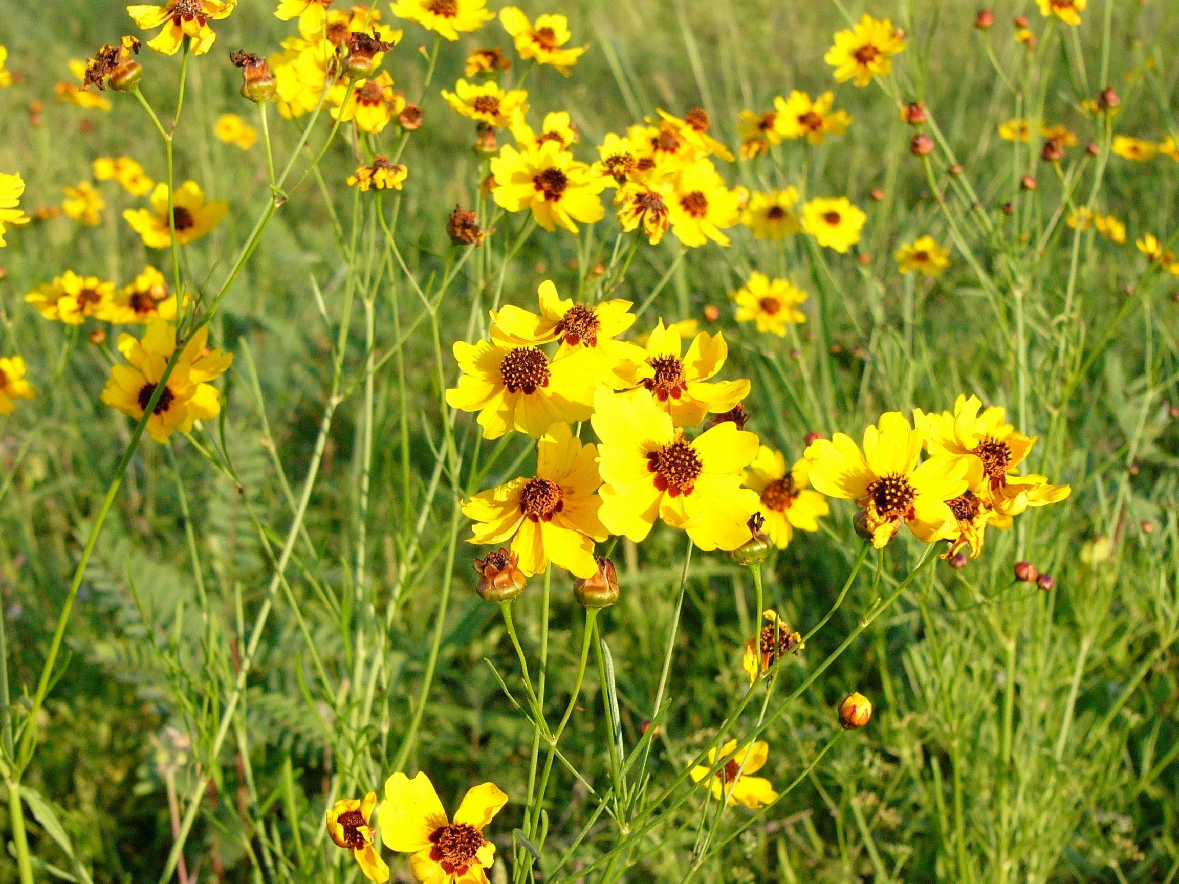 Chocolate Daisy - Image 3