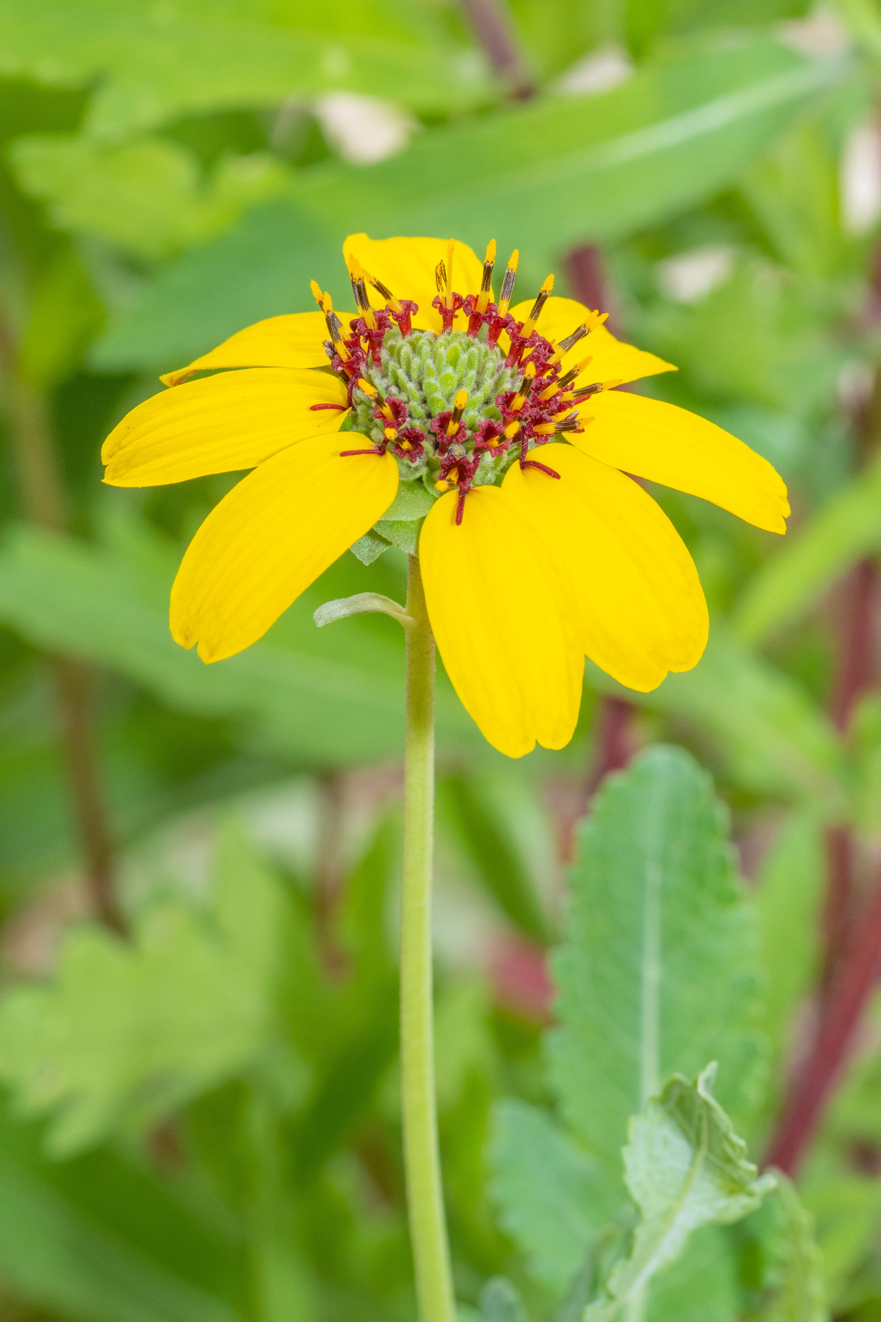 Chocolate Daisy - Image 4
