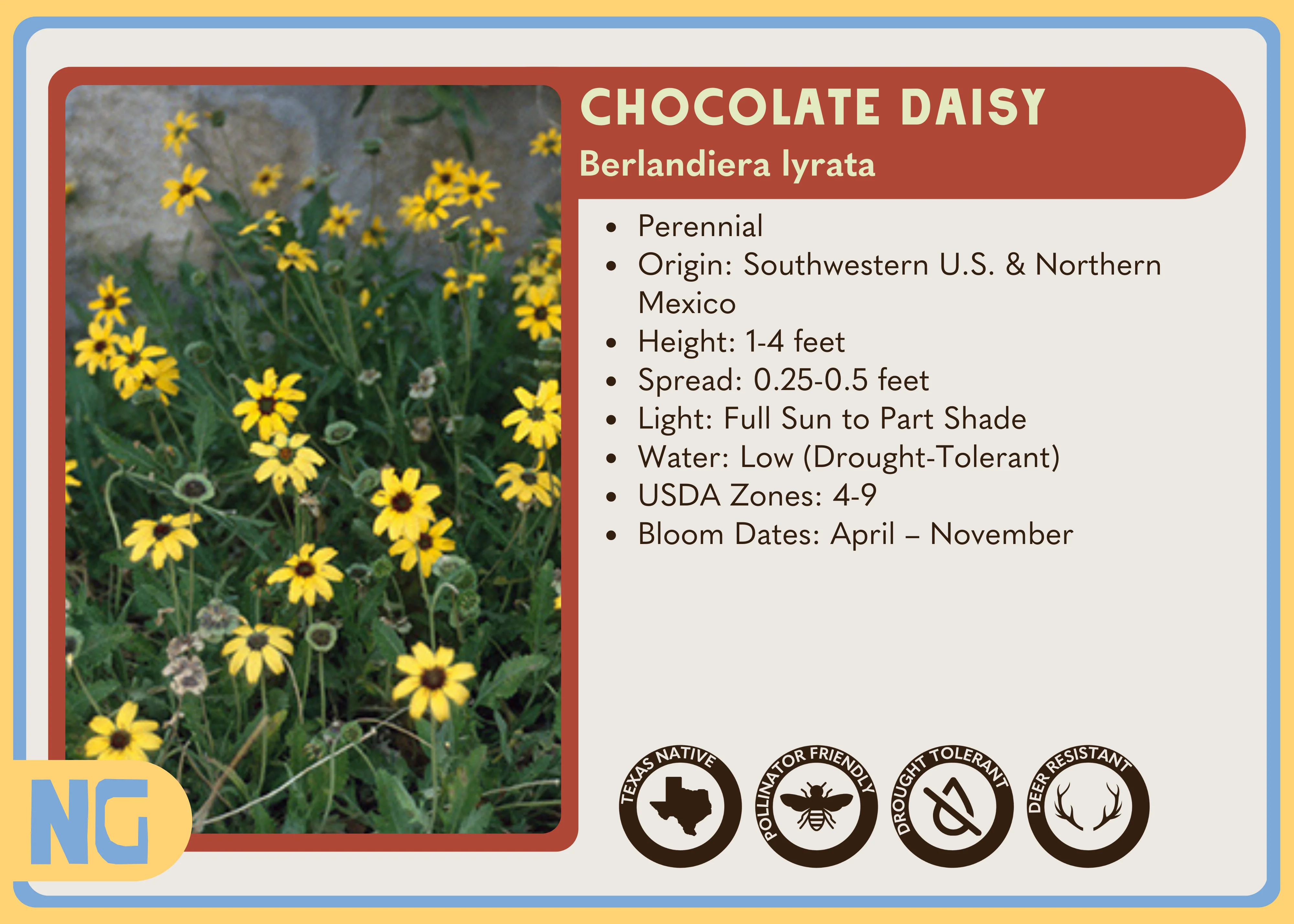 Chocolate Daisy - Image 5