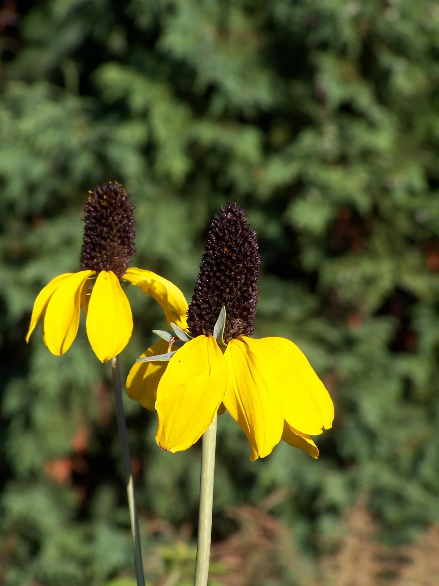 Clasping Coneflower - Image 2