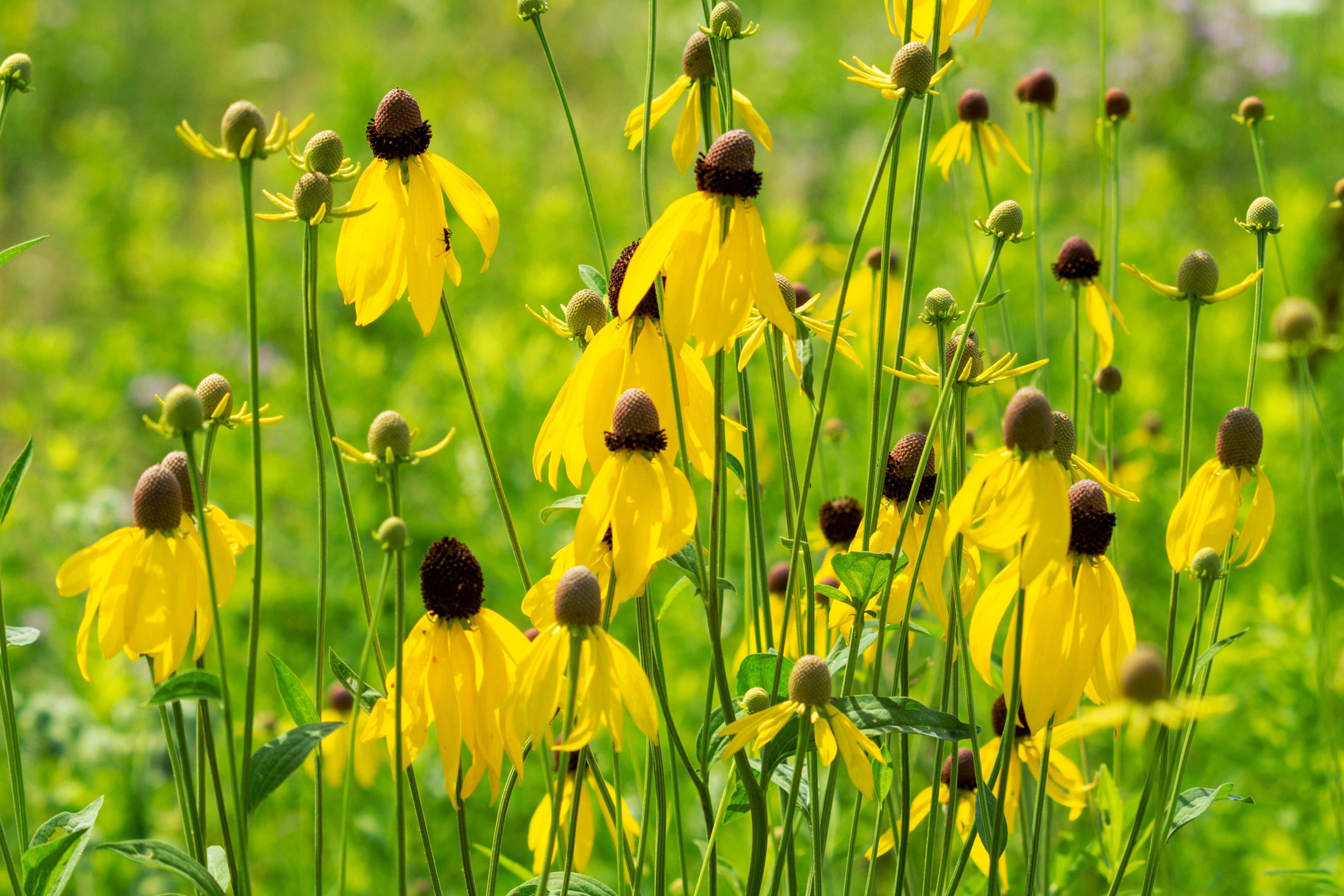 Clasping Coneflower - Image 3