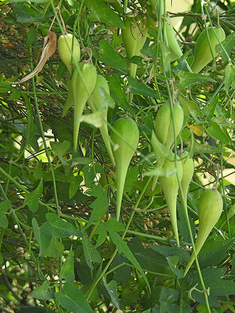 Fringed Twinevine - Image 3