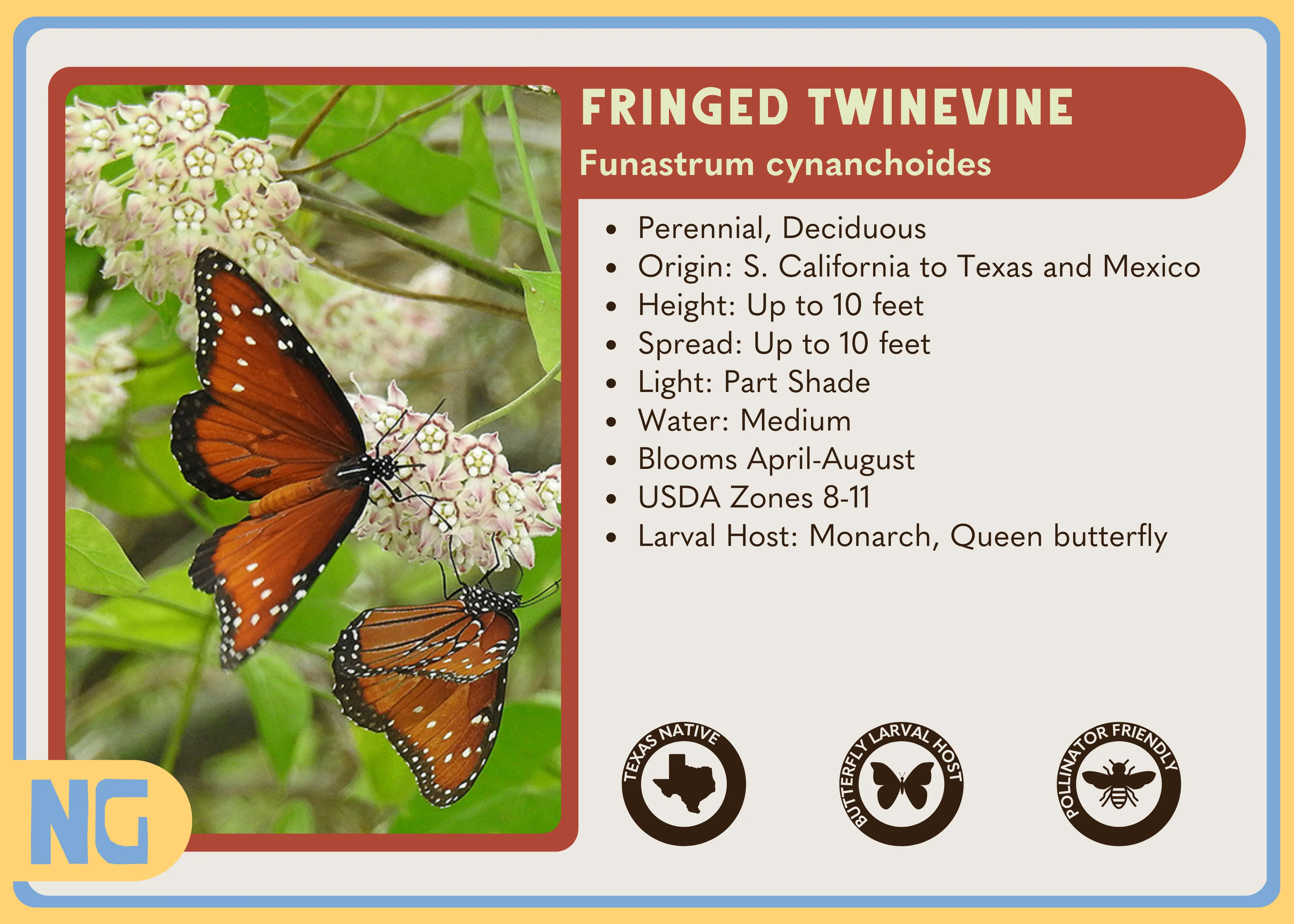 Fringed Twinevine - Image 4