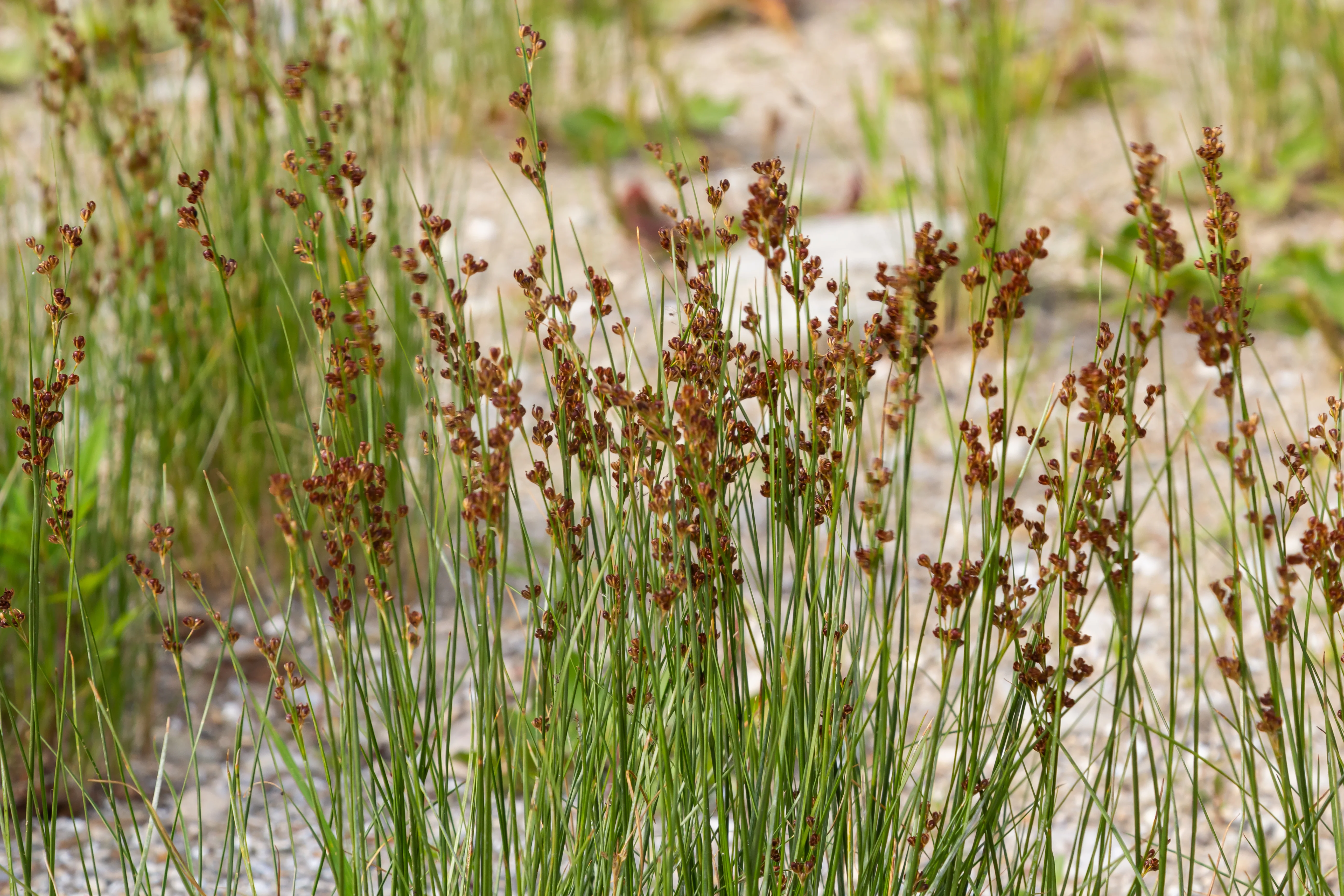 Common Rush - Image 2