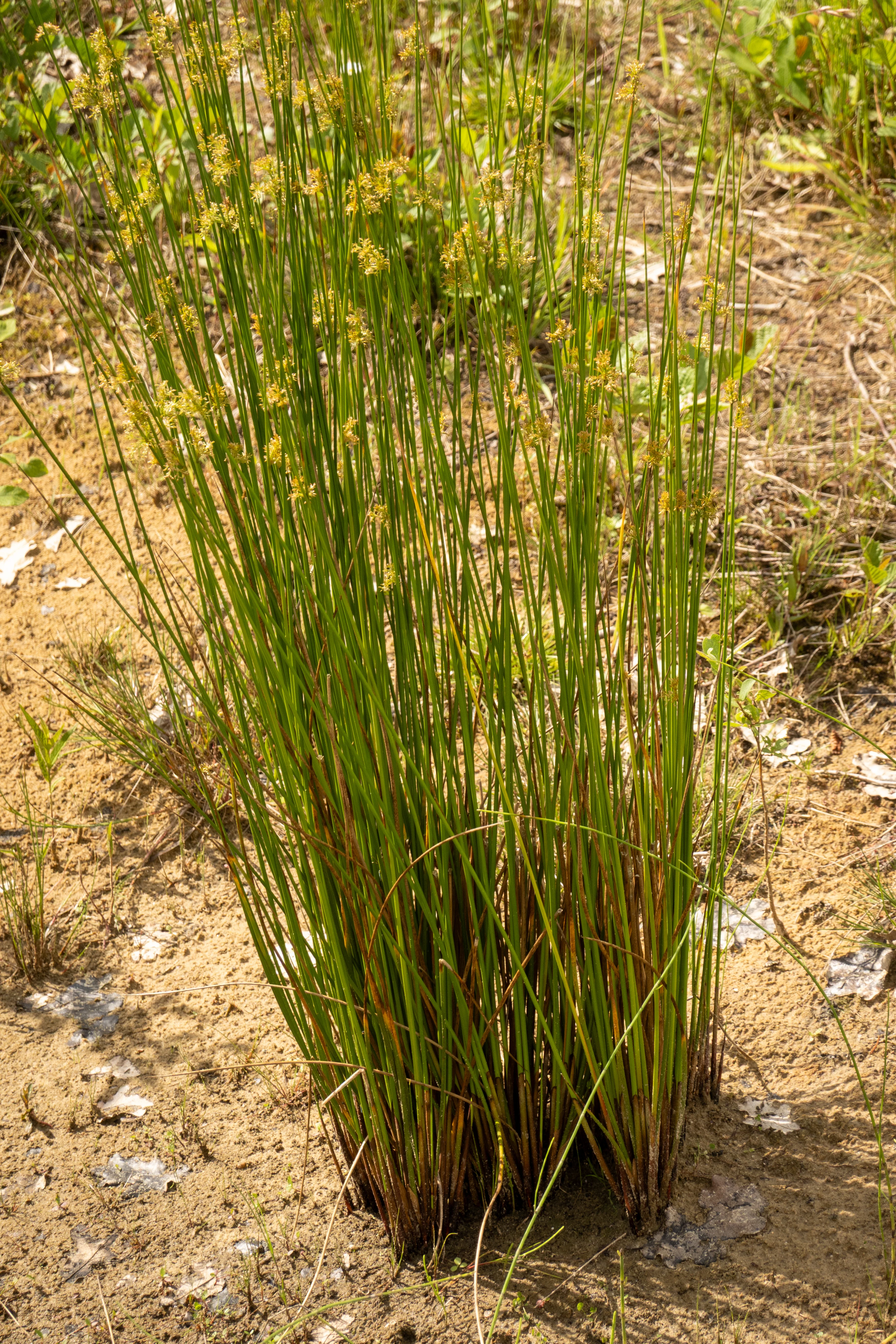 Common Rush - Image 3