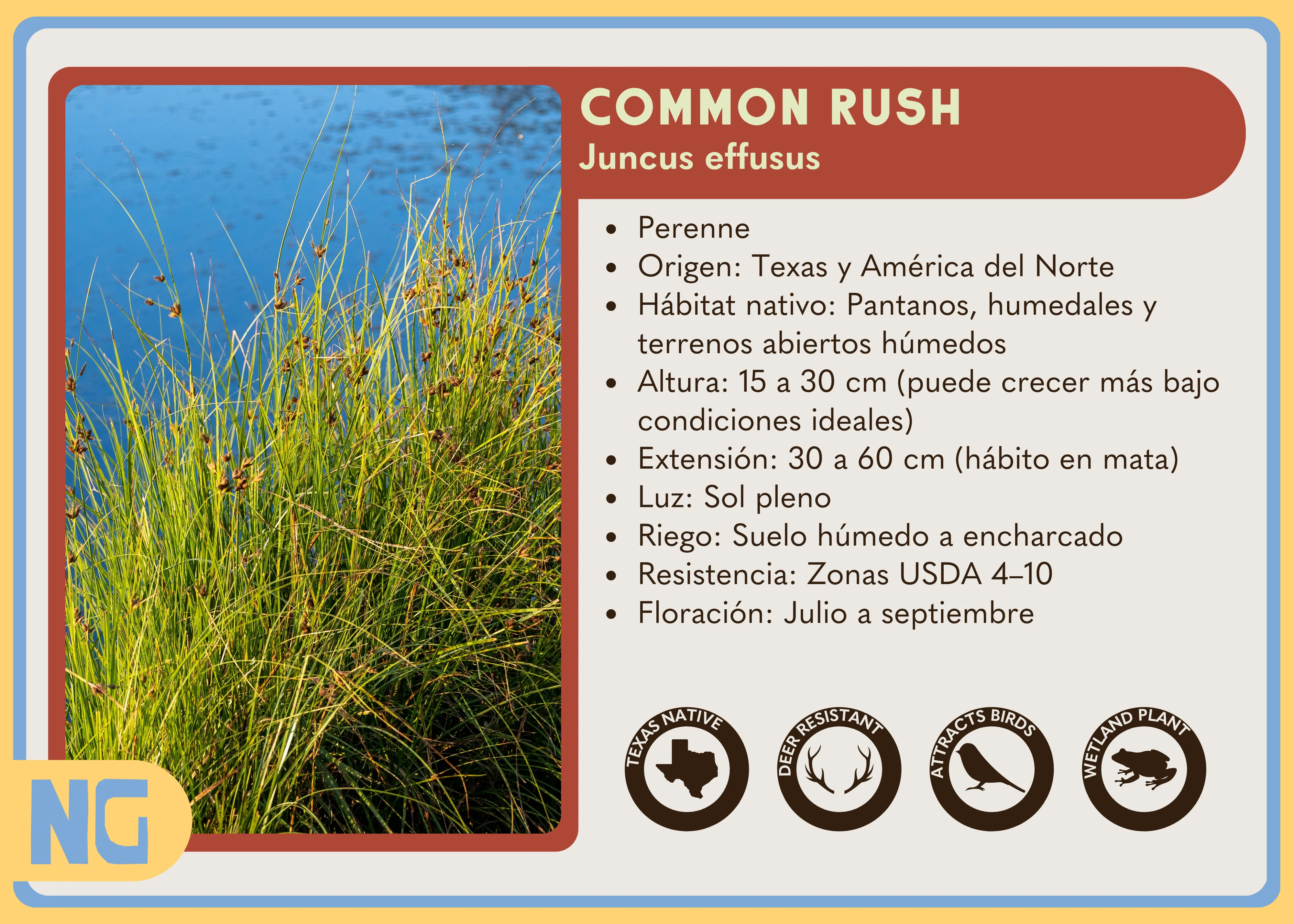 Common Rush - Image 4