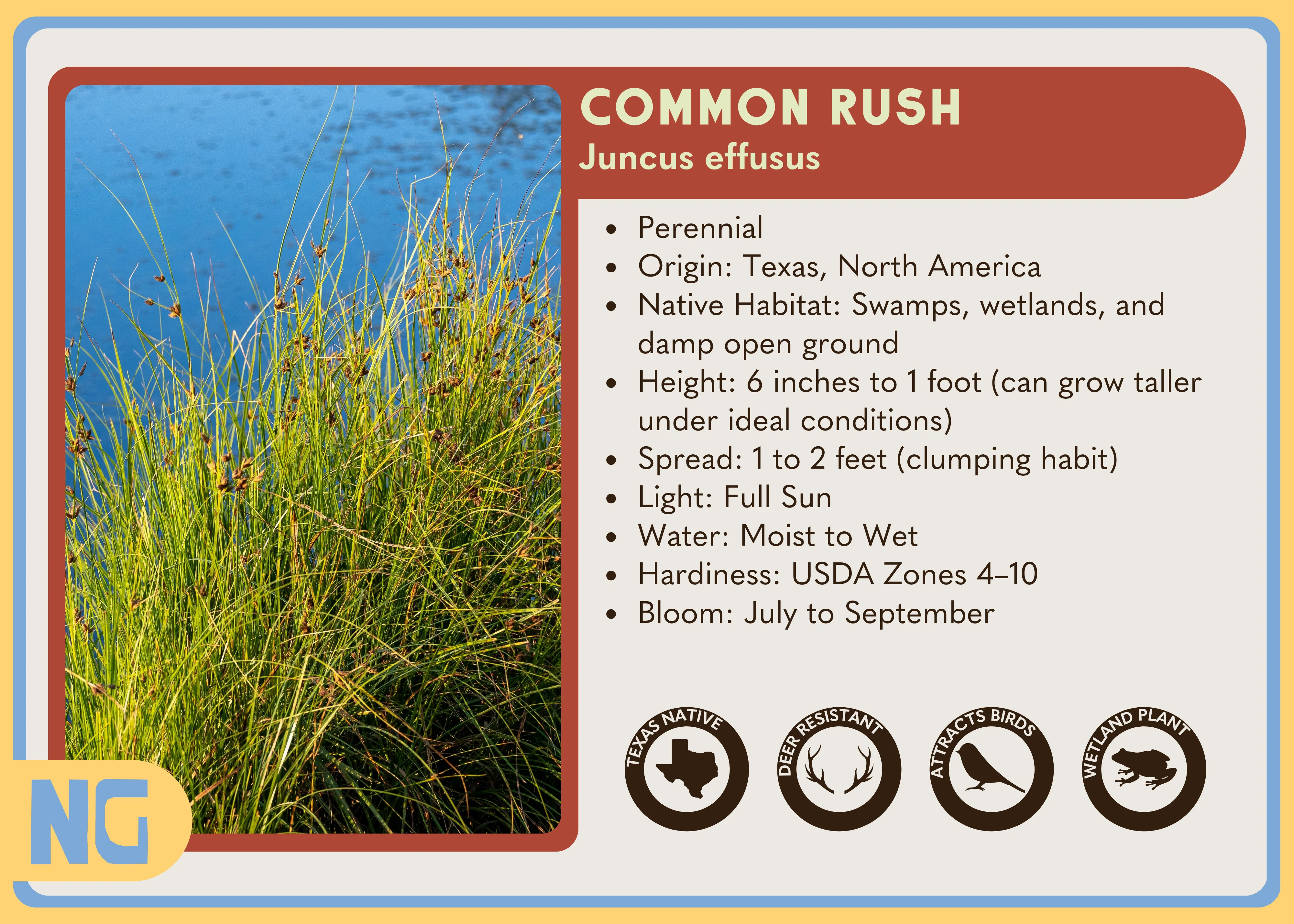 Common Rush - Image 5