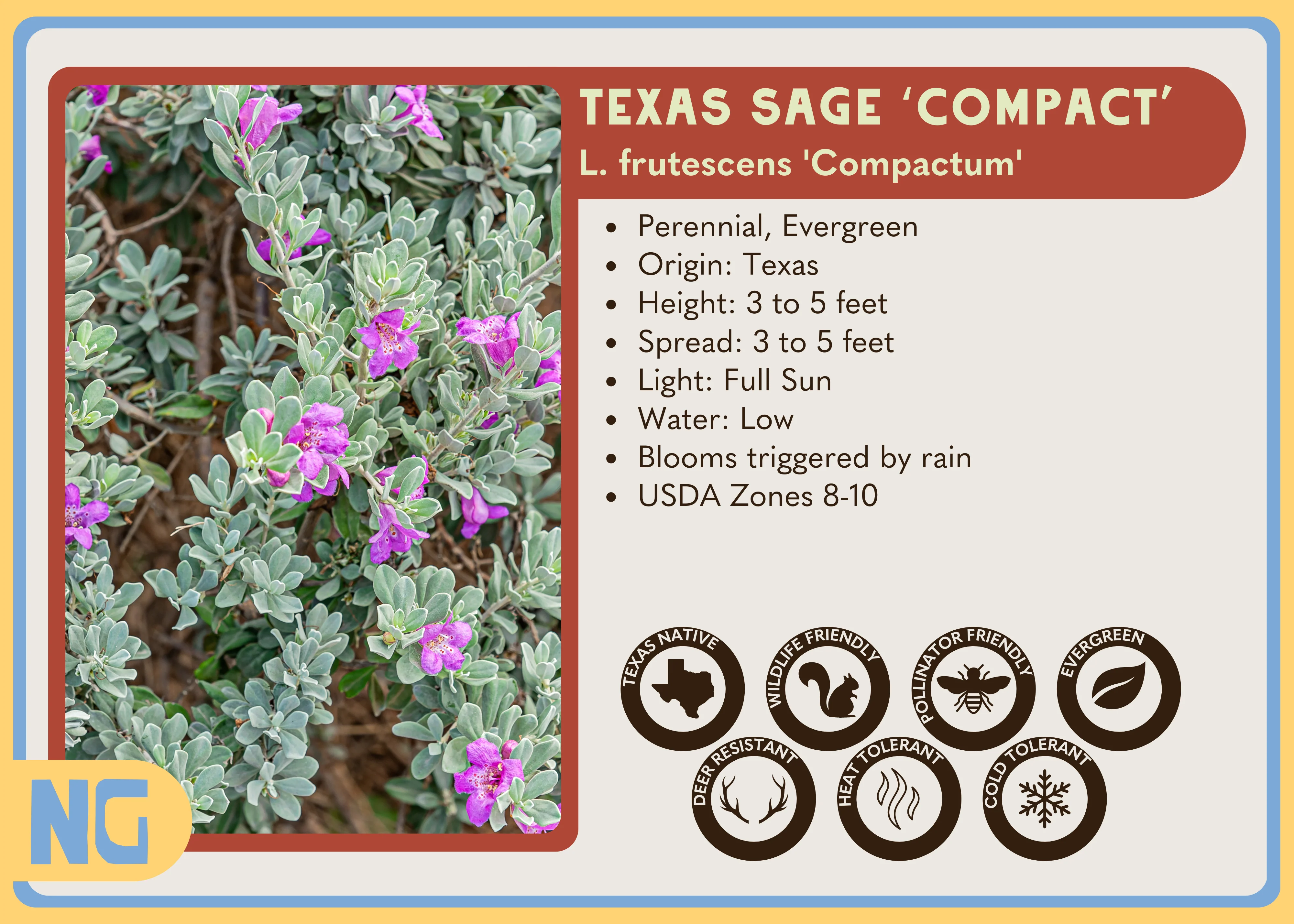 Texas Sage 'Compact' - Image 3