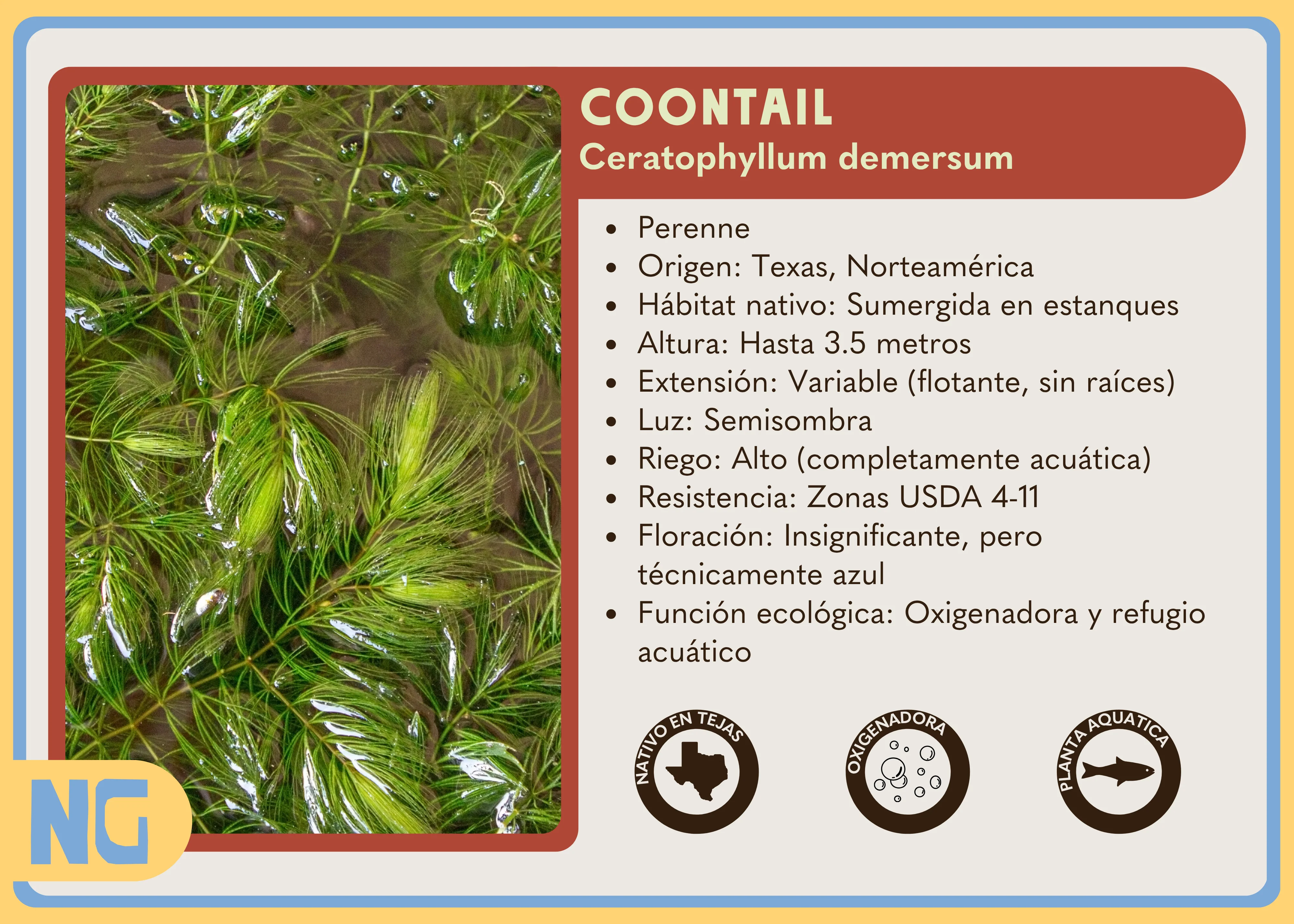 Coontail - Image 4
