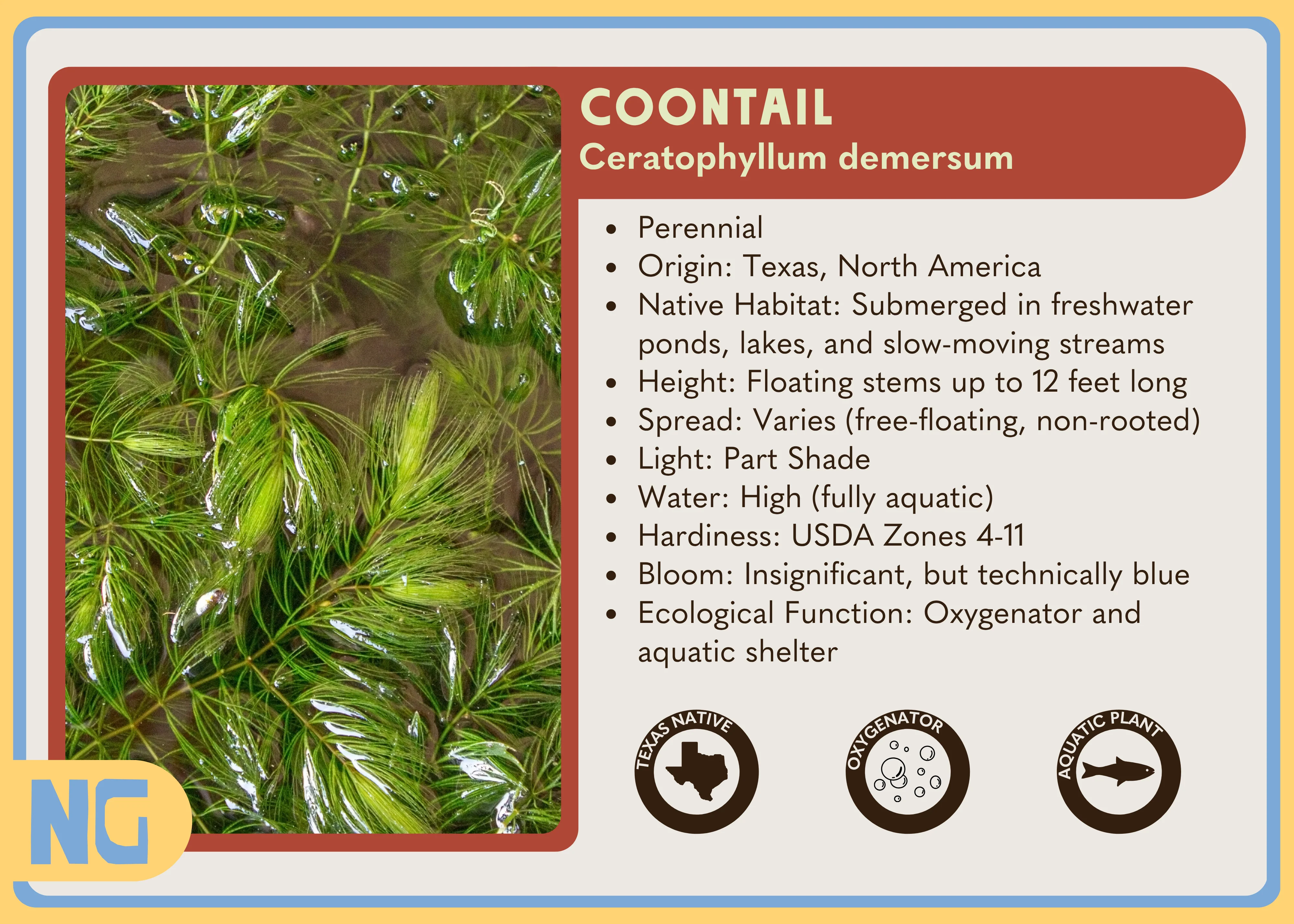 Coontail - Image 5