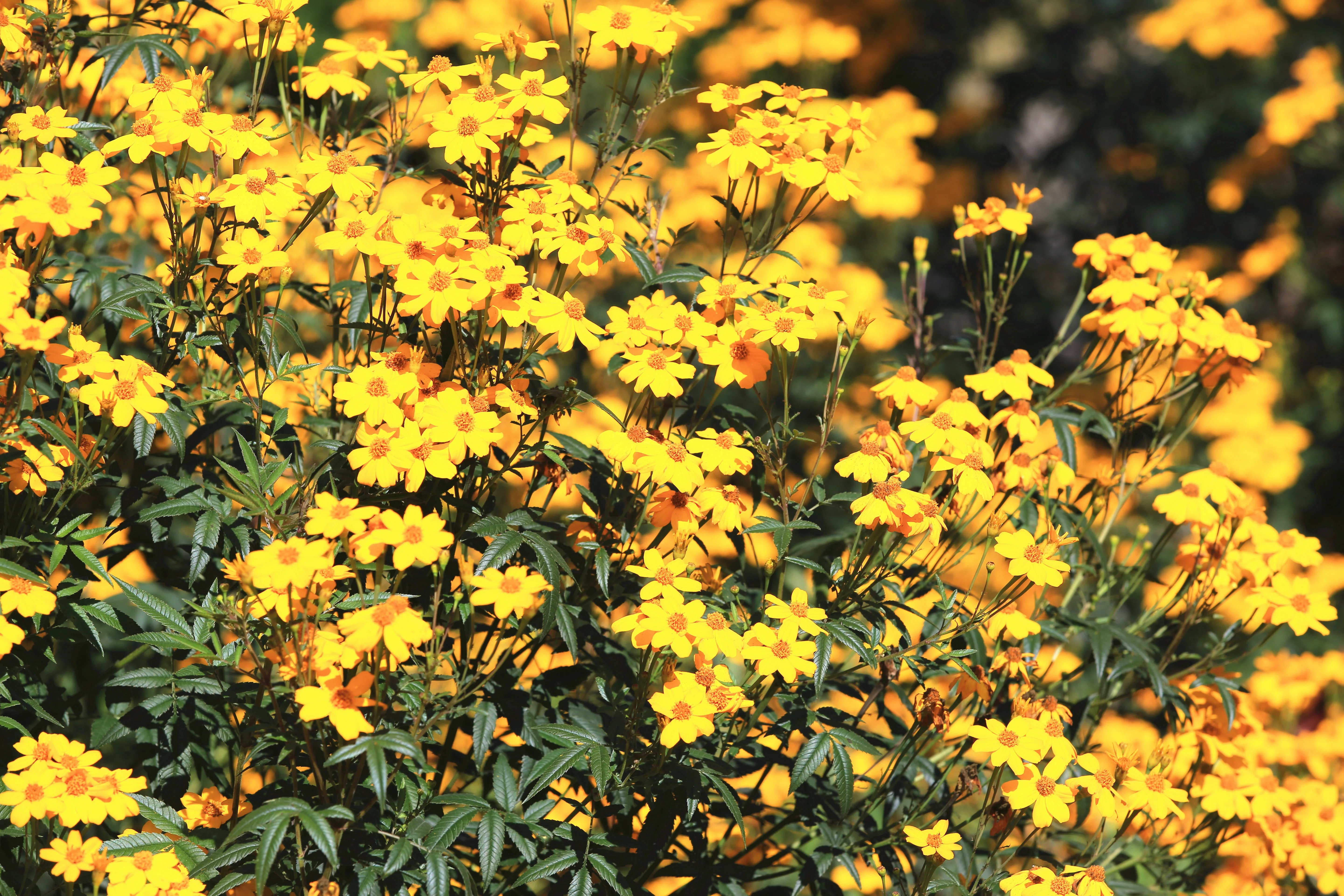 Copper Canyon Daisy - Image 3