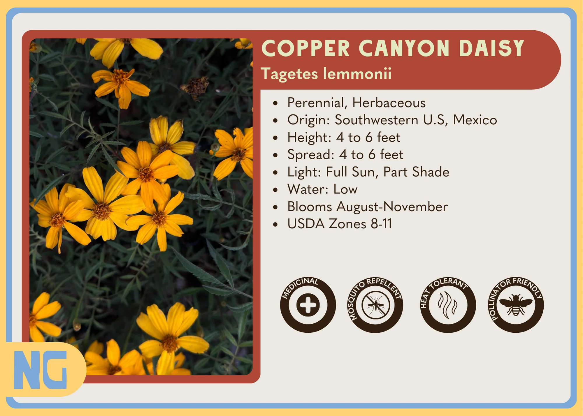 Copper Canyon Daisy - Image 4