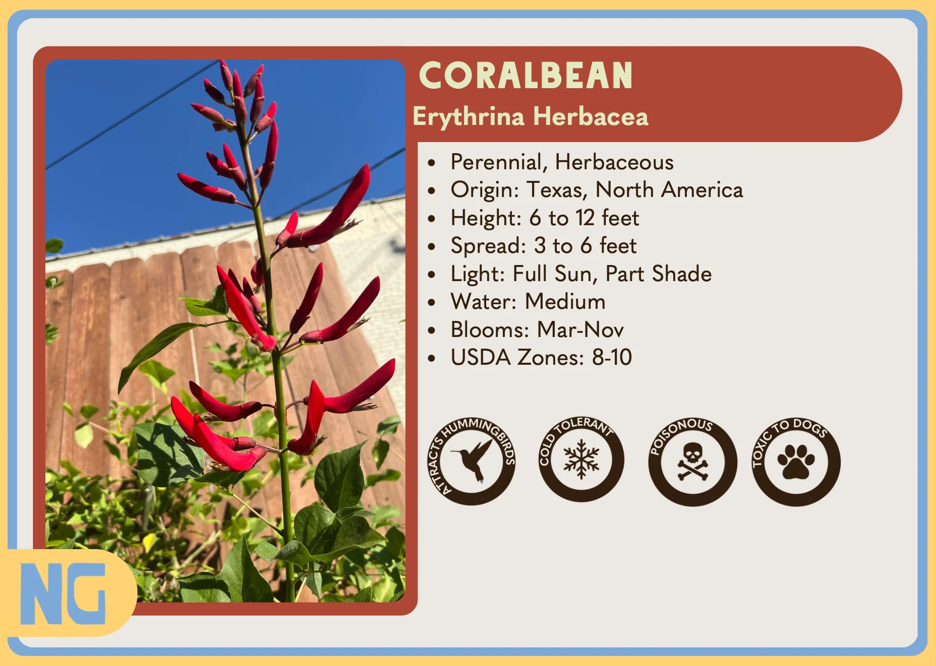 Coral Bean - Image 2