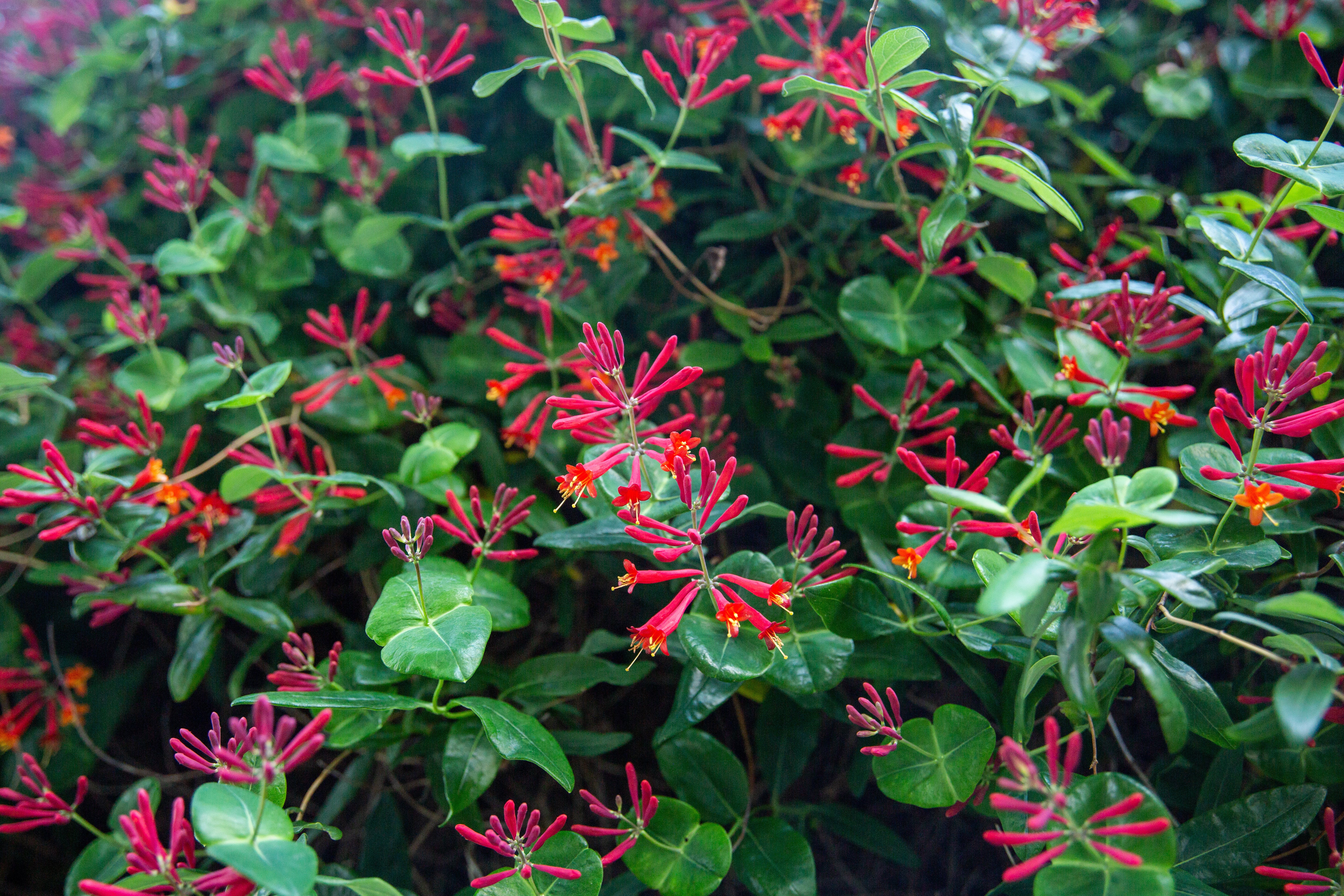 Coral Honeysuckle - Image 3