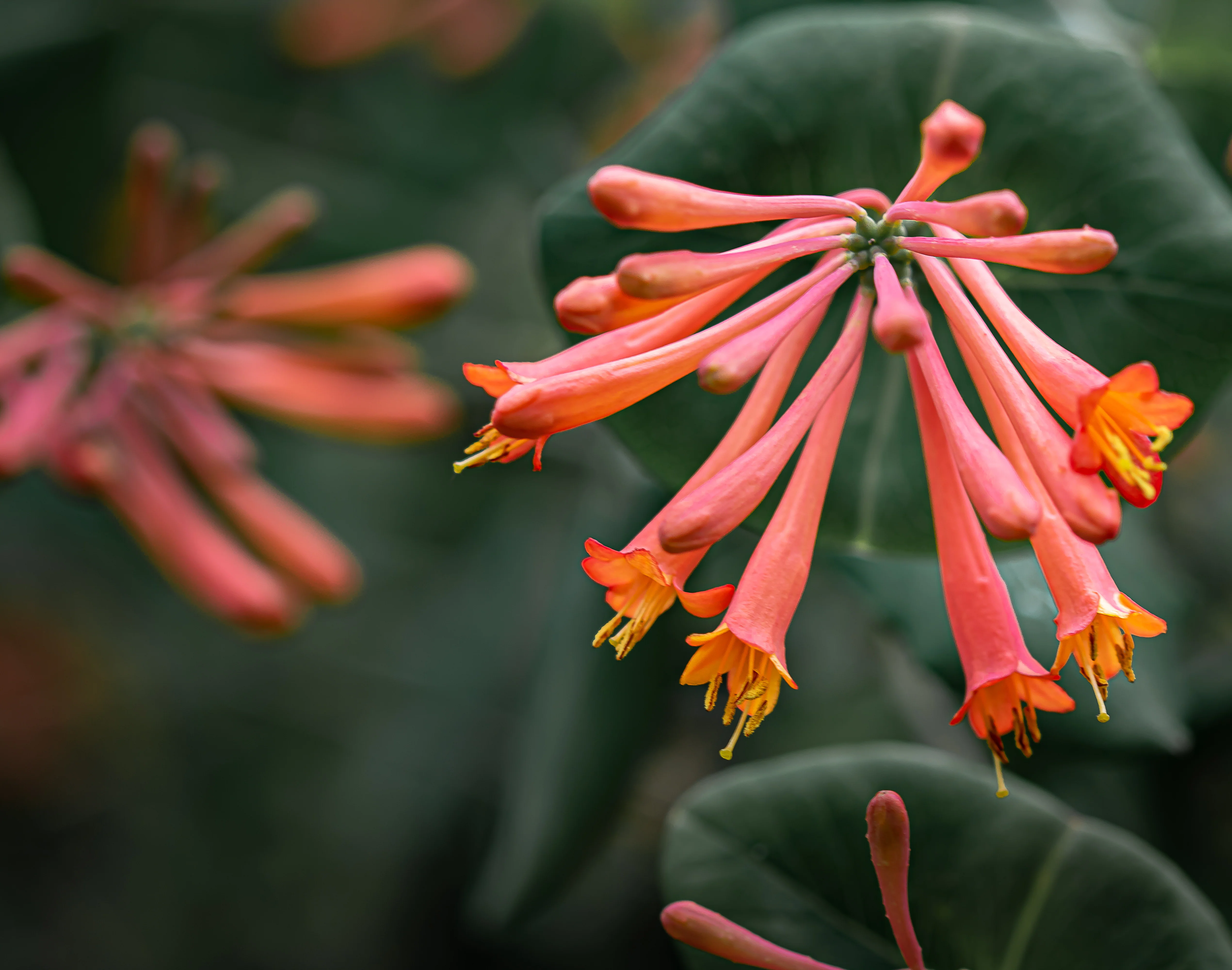 Coral Honeysuckle - Image 4