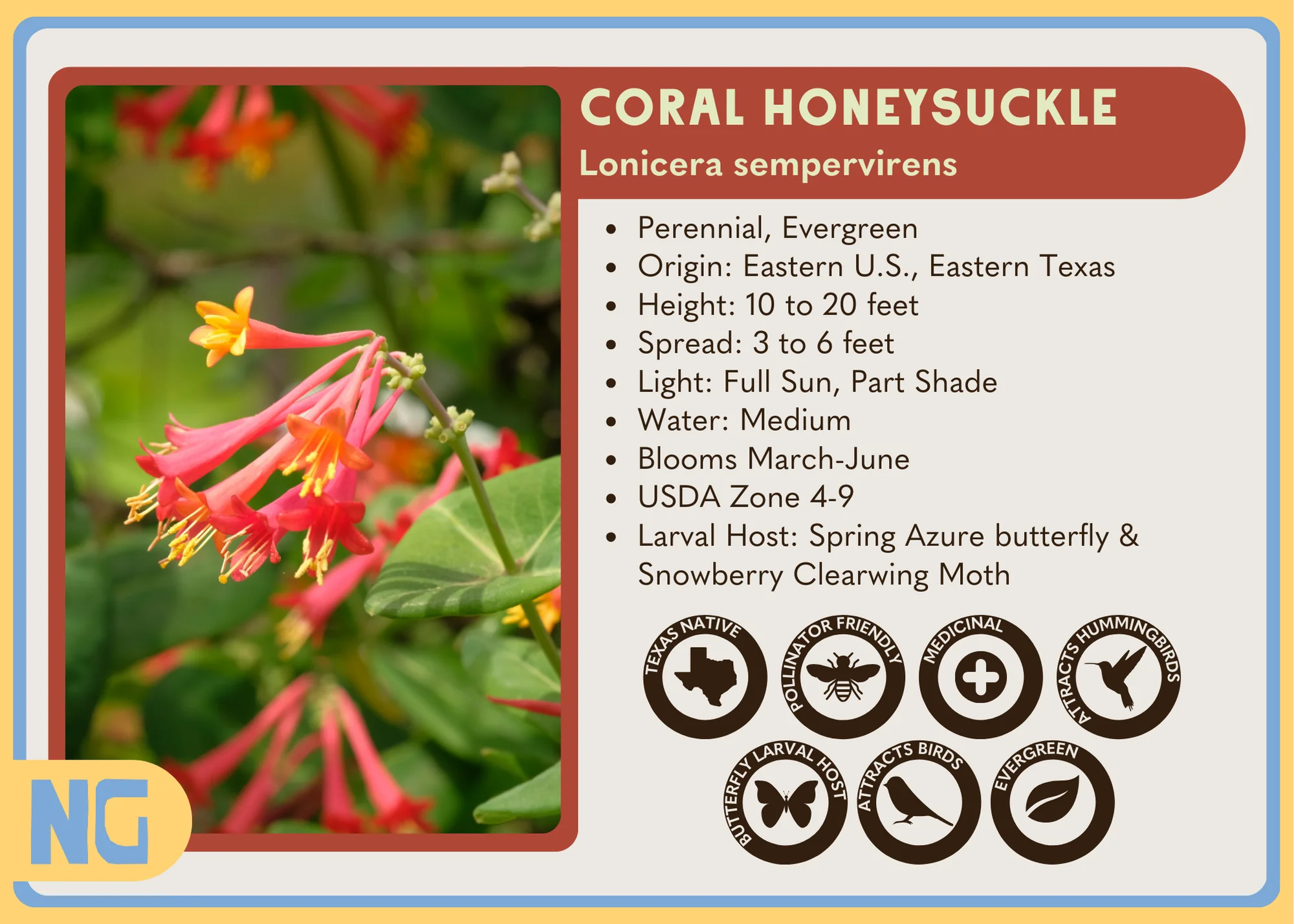Coral Honeysuckle - Image 5