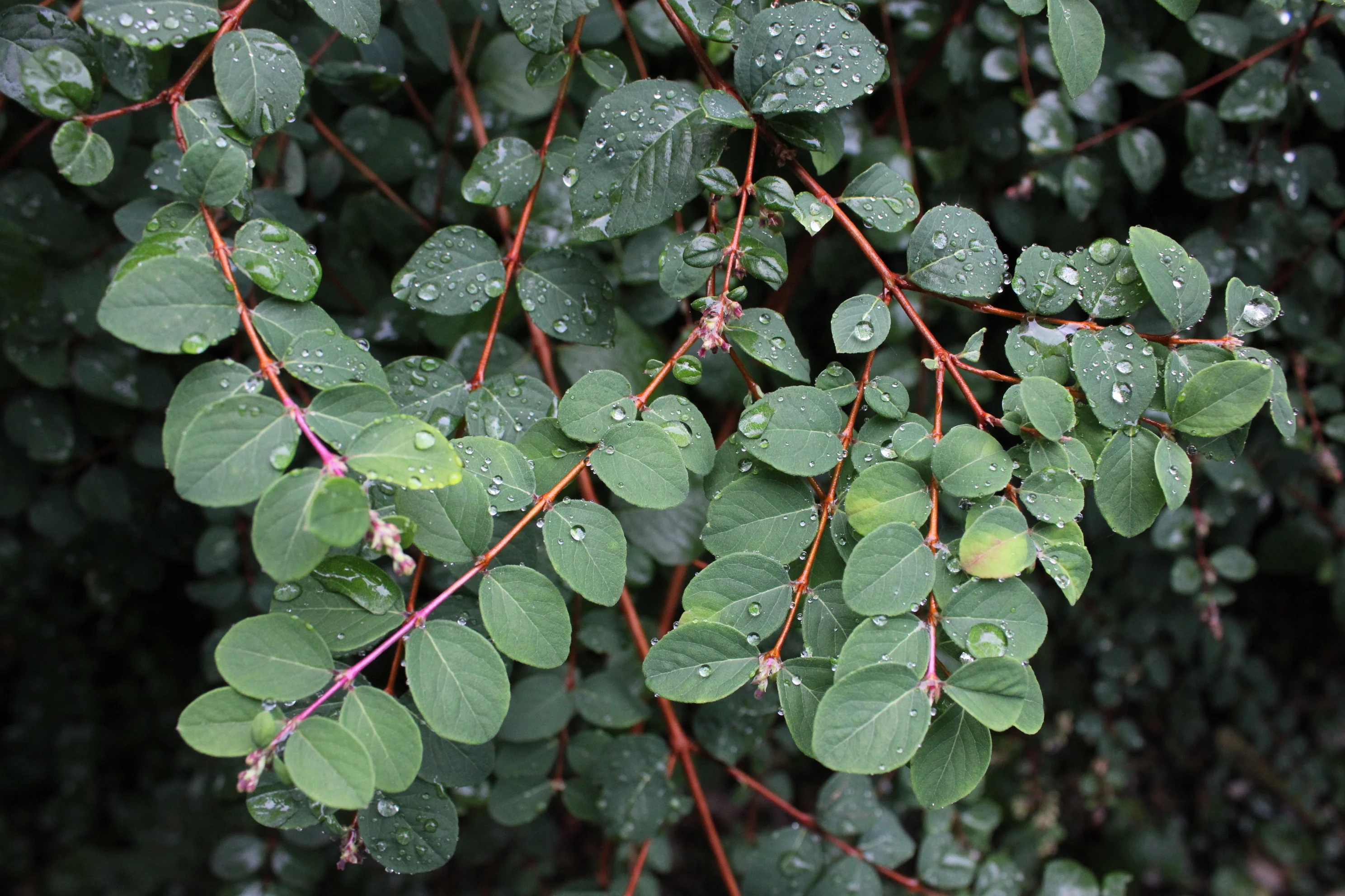 Coralberry - Image 3