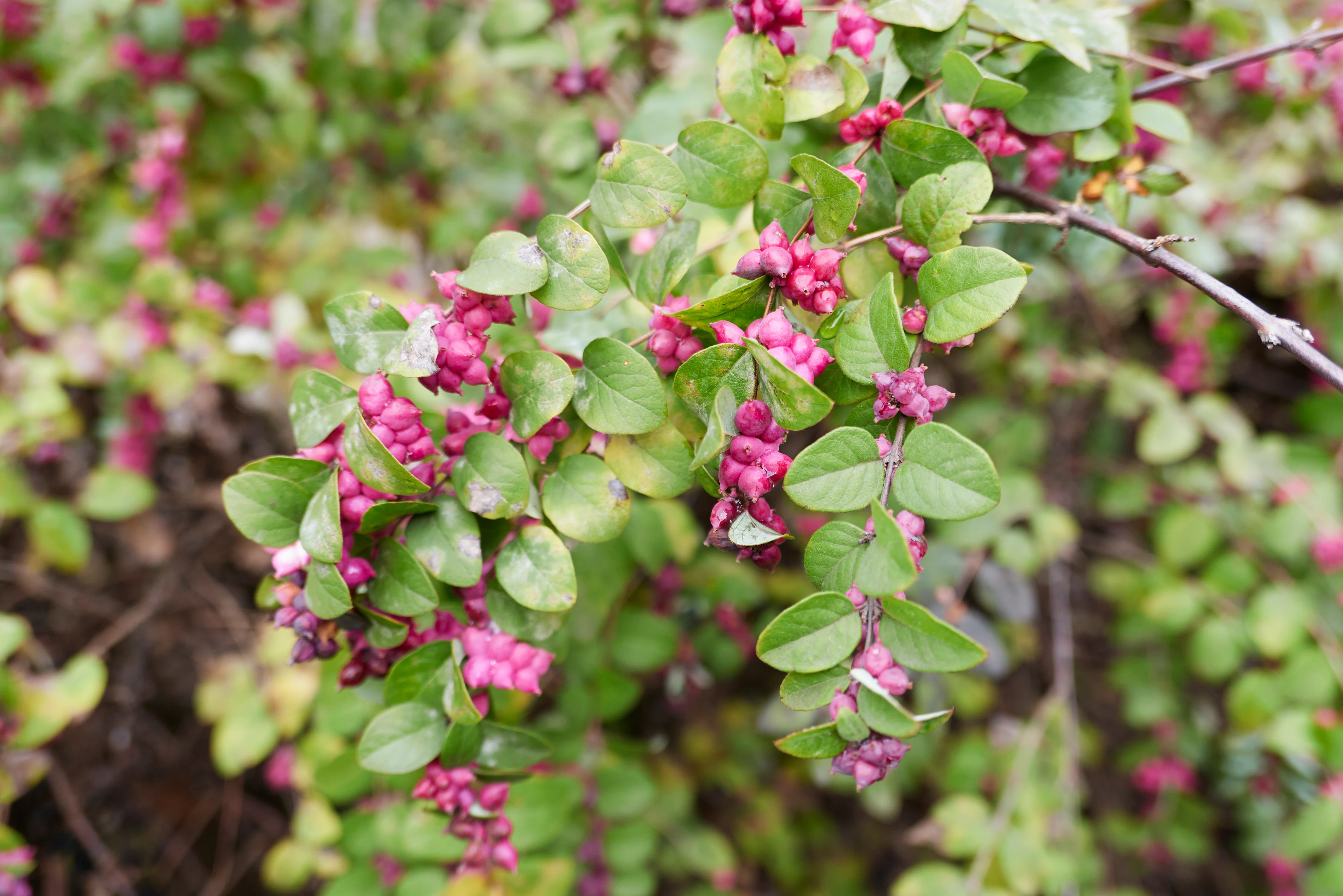 Coralberry - Image 4
