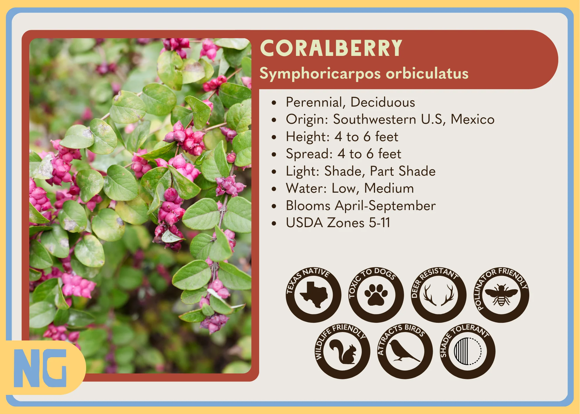 Coralberry - Image 5