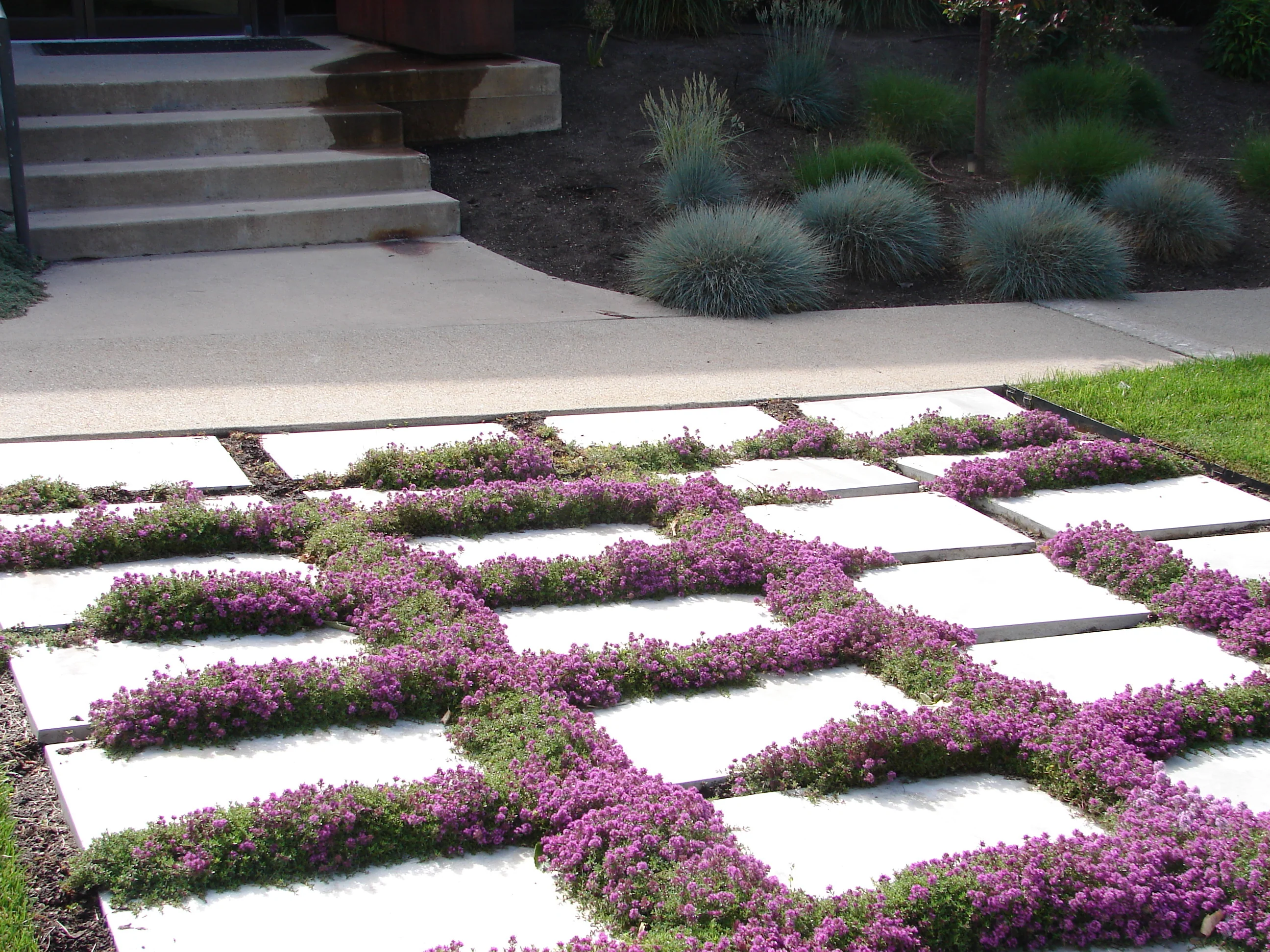 Creeping Thyme 'Elfin' - Image 2