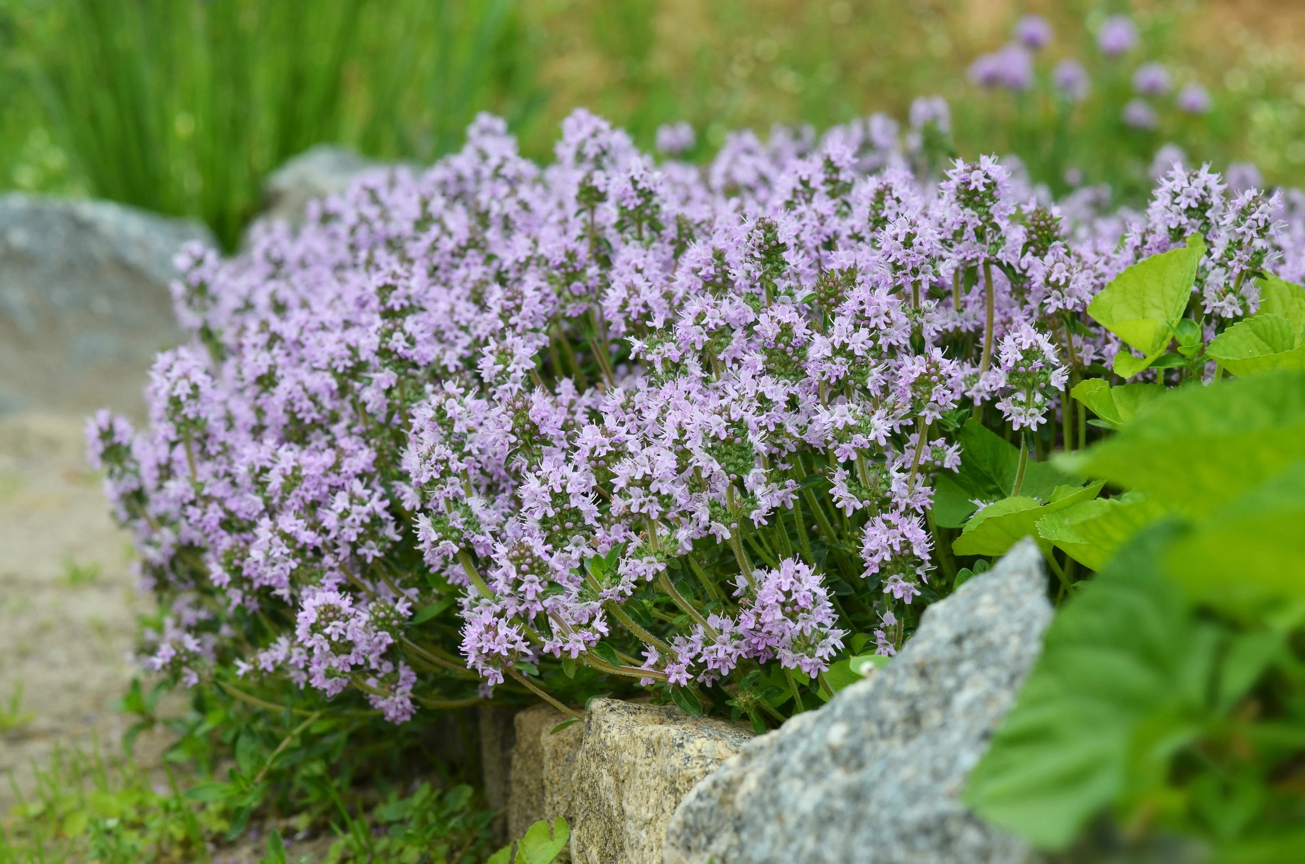 Creeping Thyme 'Elfin' - Image 3