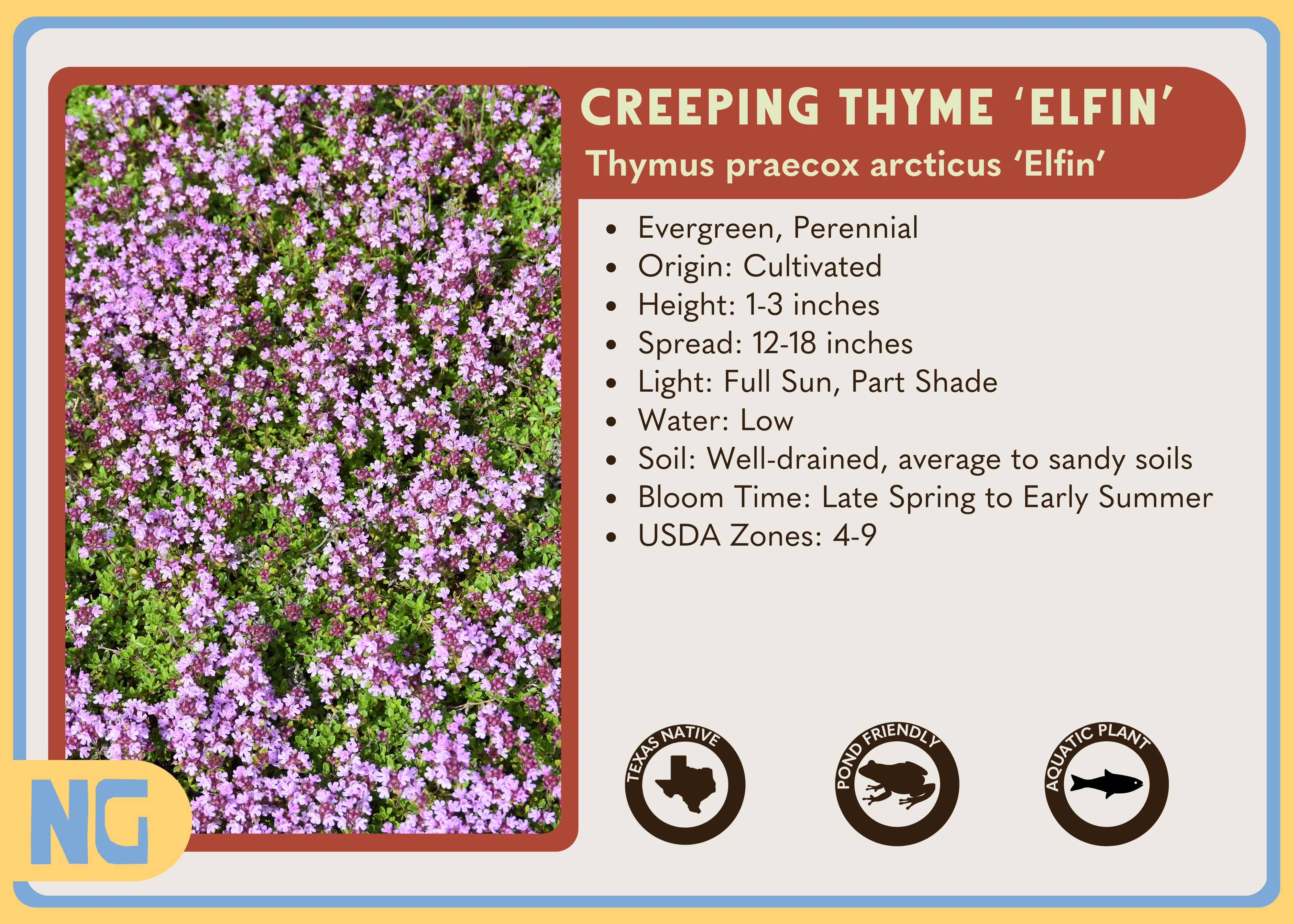 Creeping Thyme 'Elfin' - Image 4