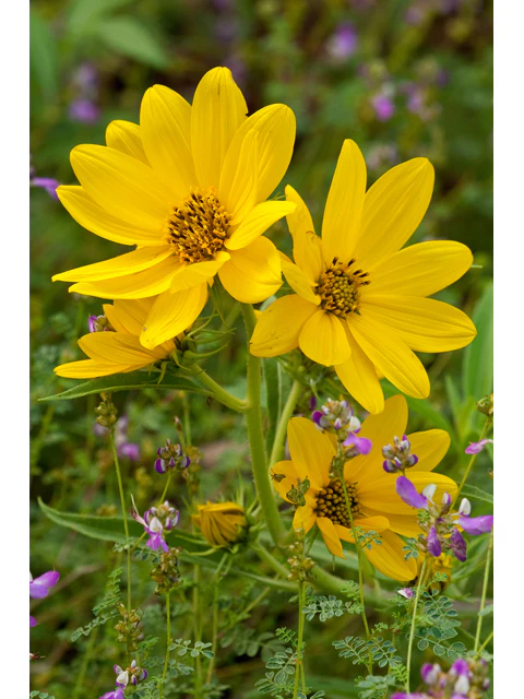 Cutleaf Daisy - Image 3