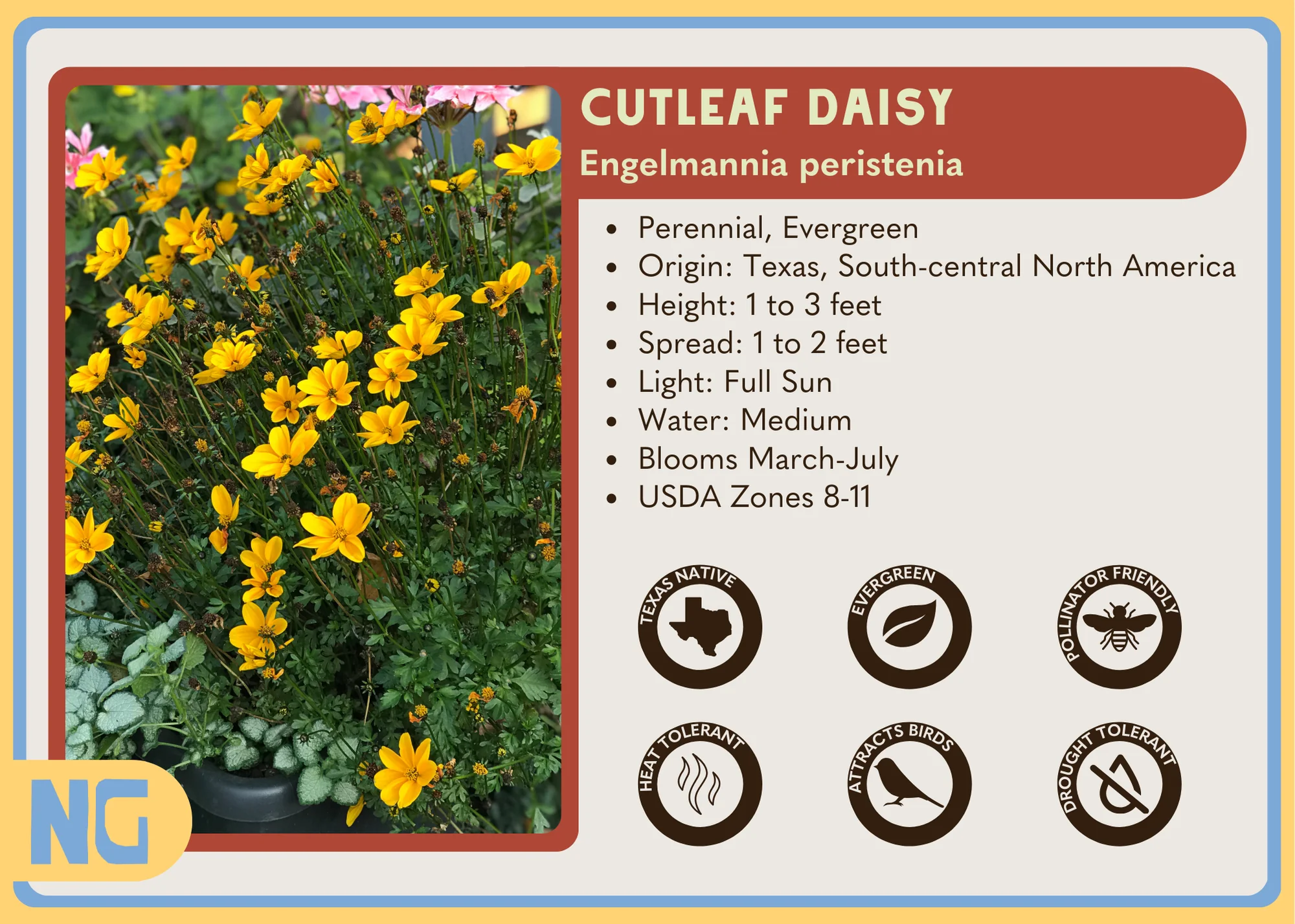 Cutleaf Daisy - Image 4