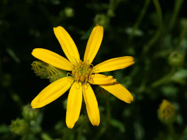 Damianita - Image 3