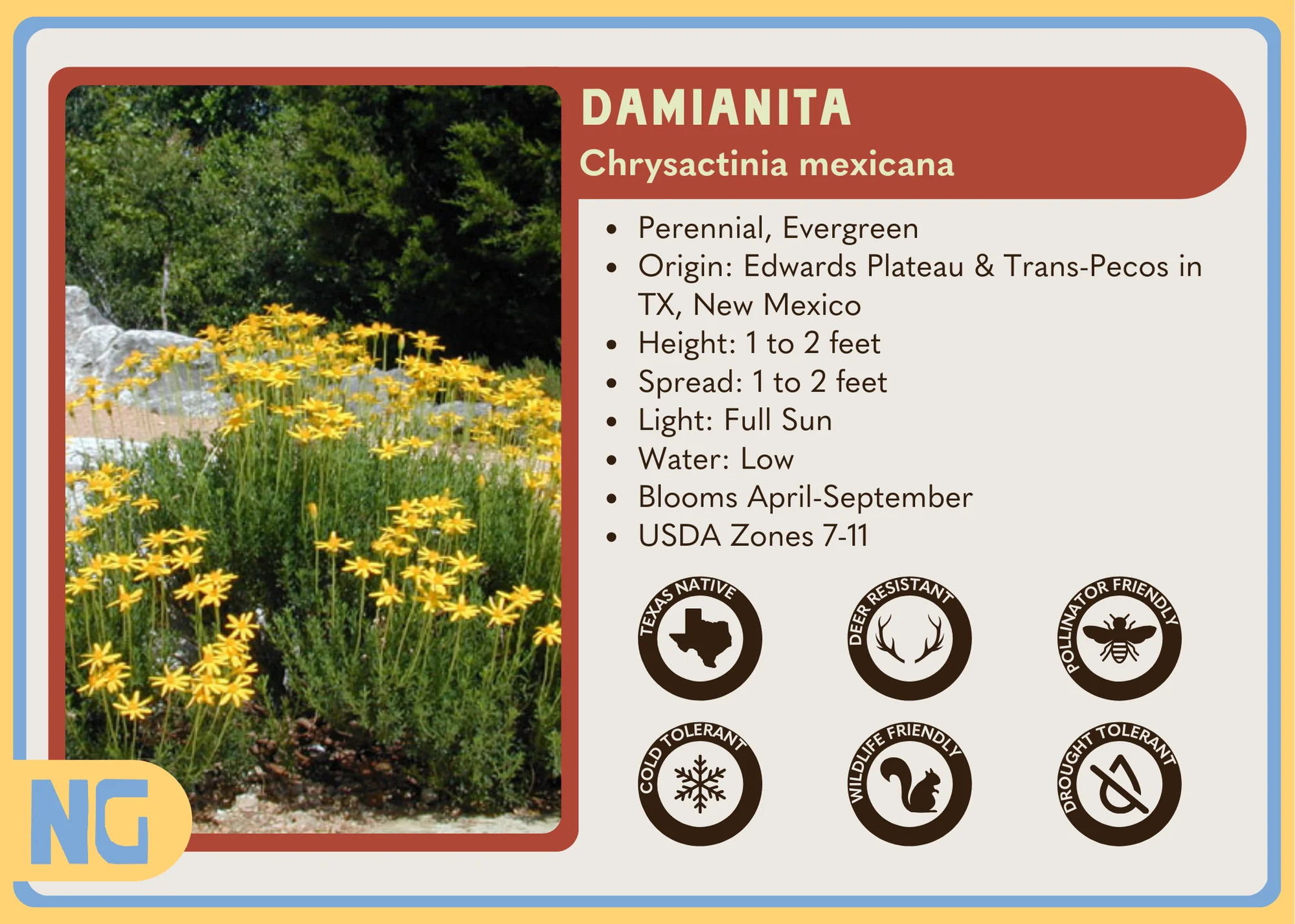 Damianita - Image 6
