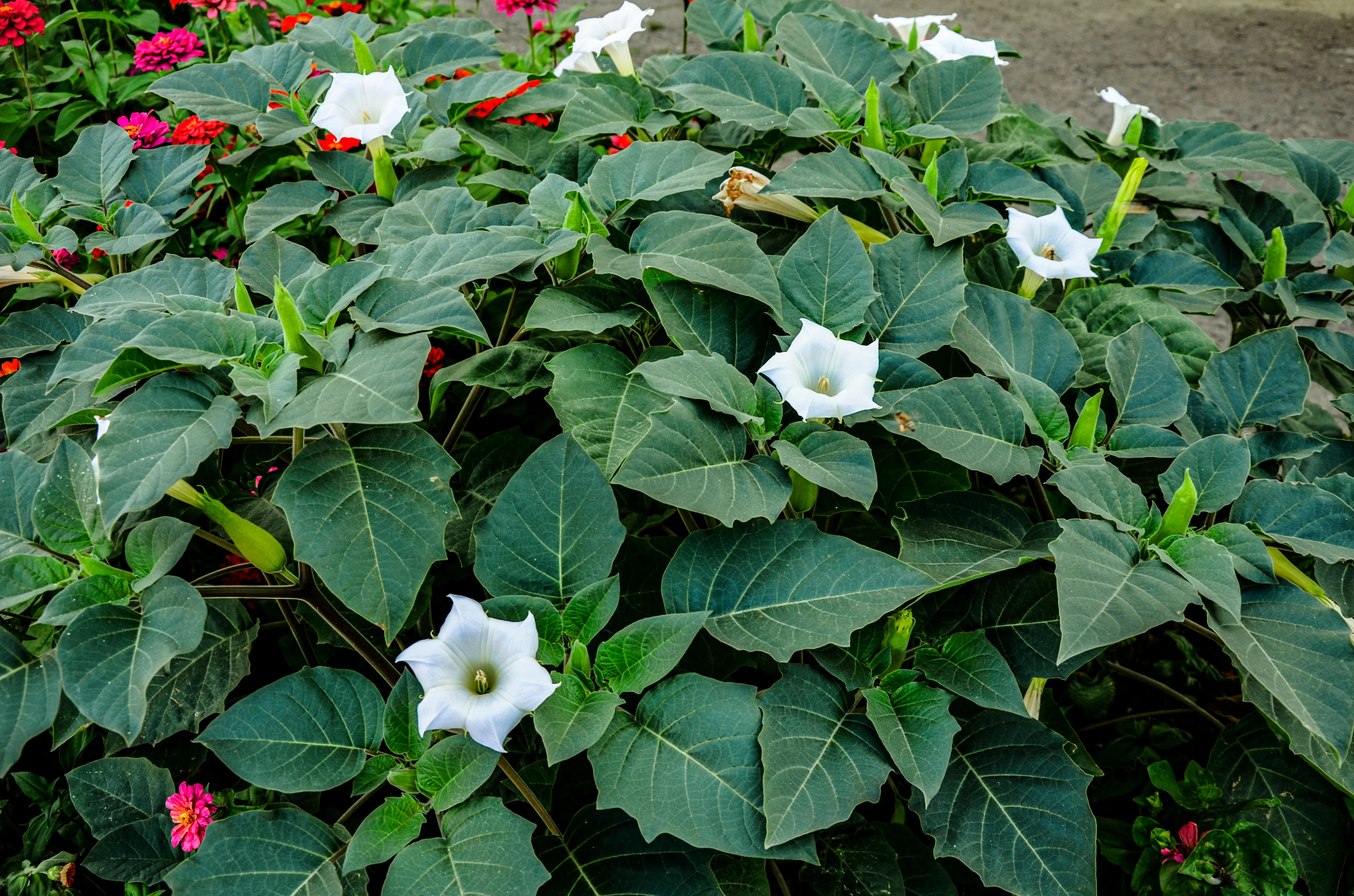 Datura - Image 3