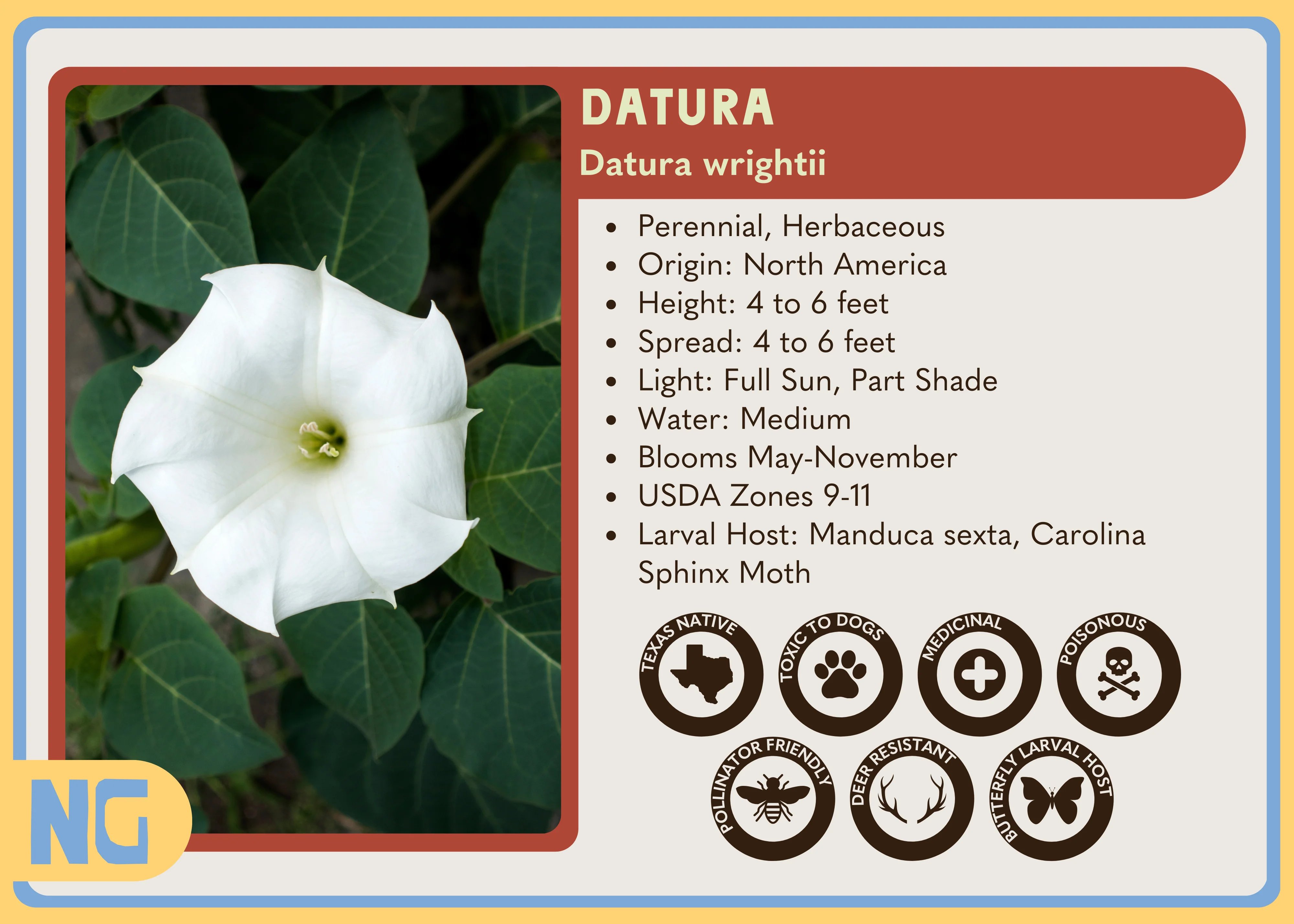 Datura - Image 4