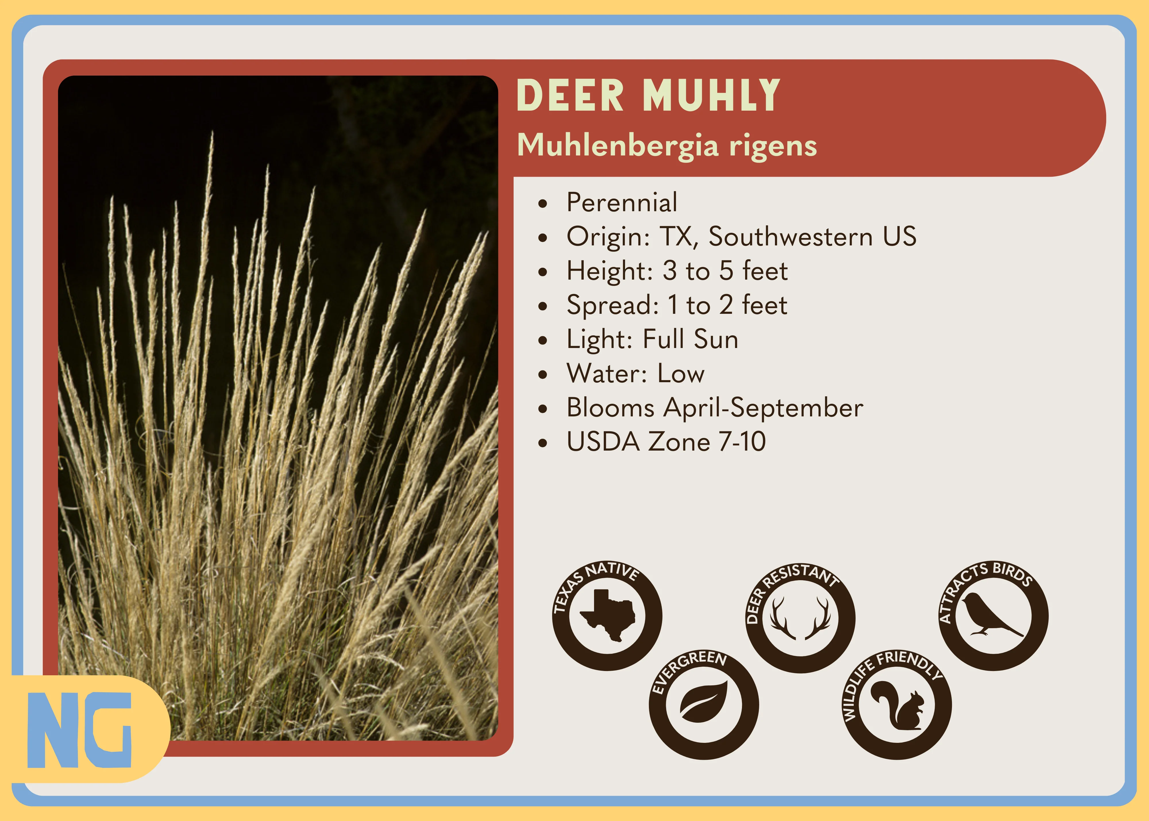 Deer Muhly - Image 3