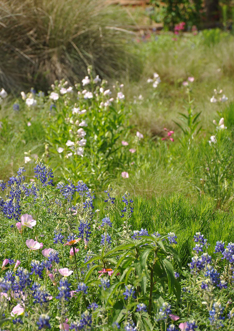 Deer Resistant Mix - Image 3