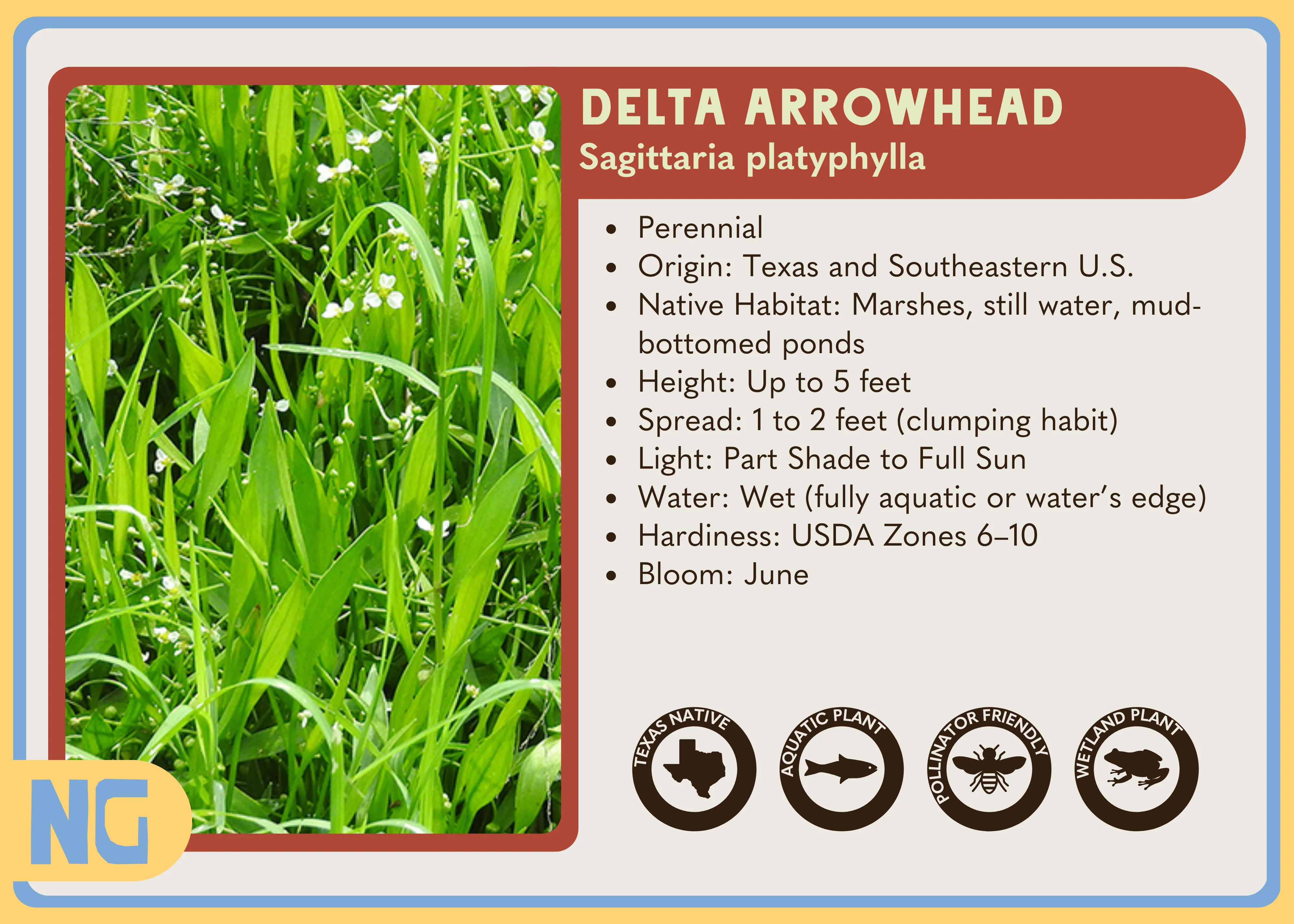 Delta Arrowhead - Image 3