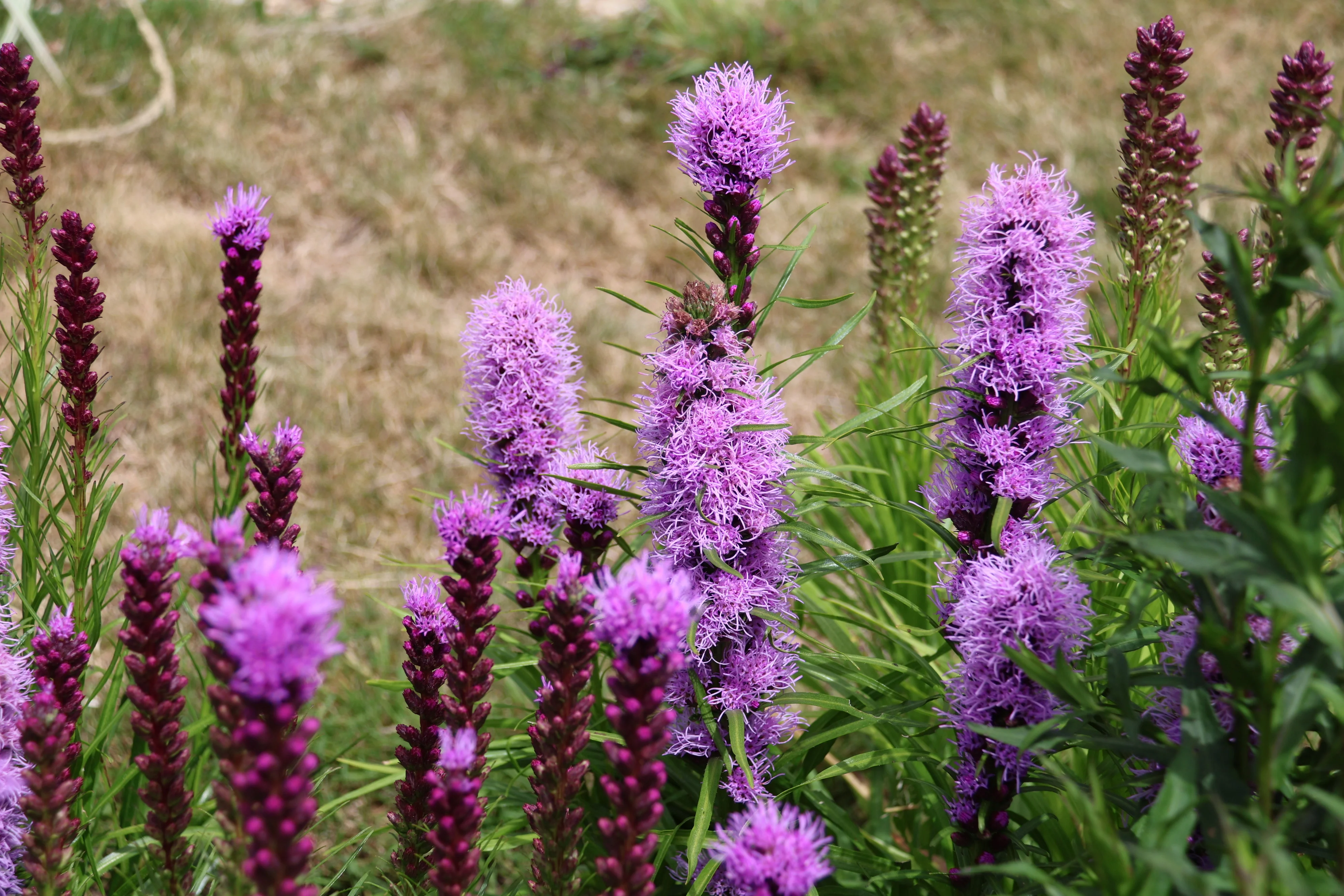 What to Plant in May