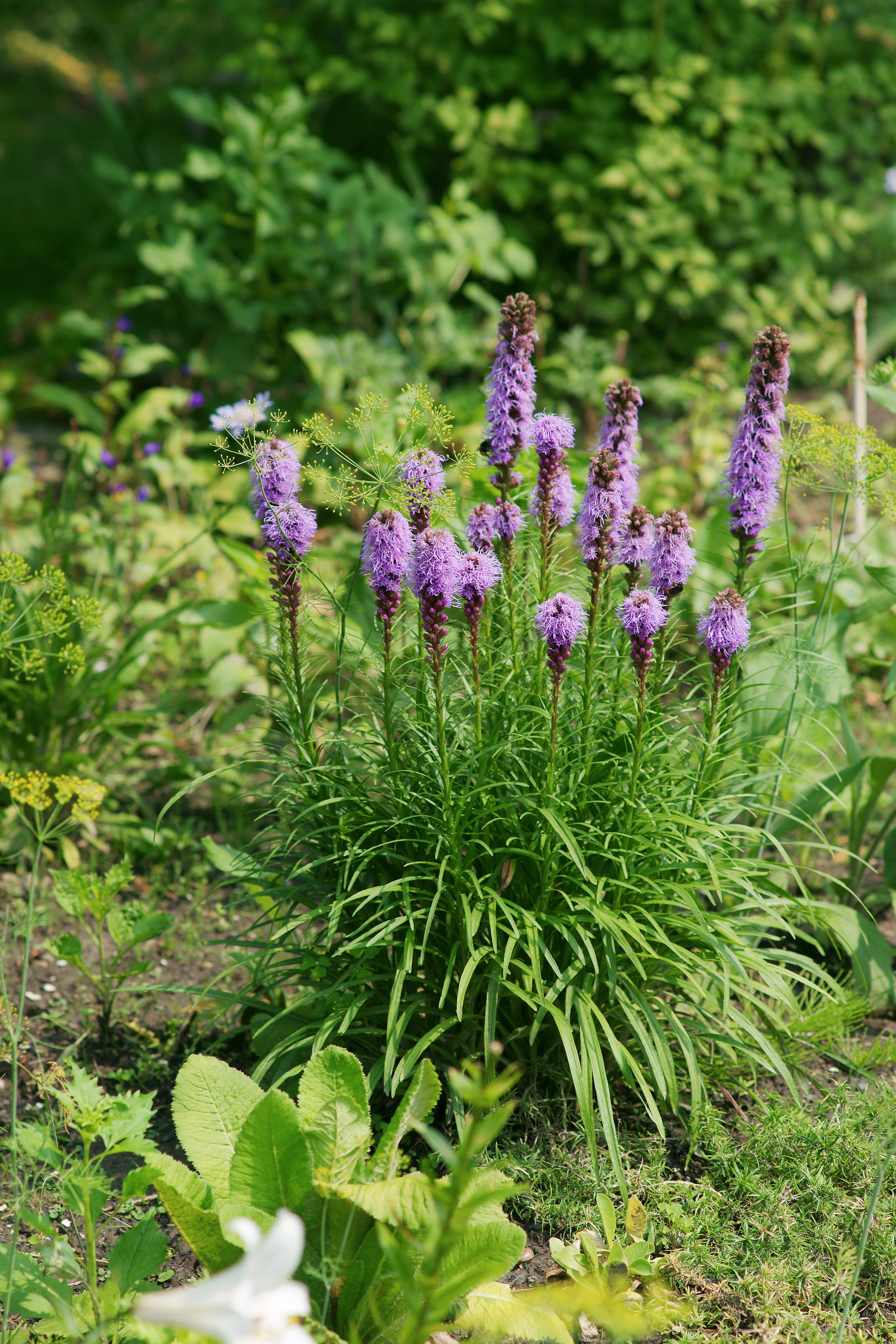 Dense Blazing Star - Image 2